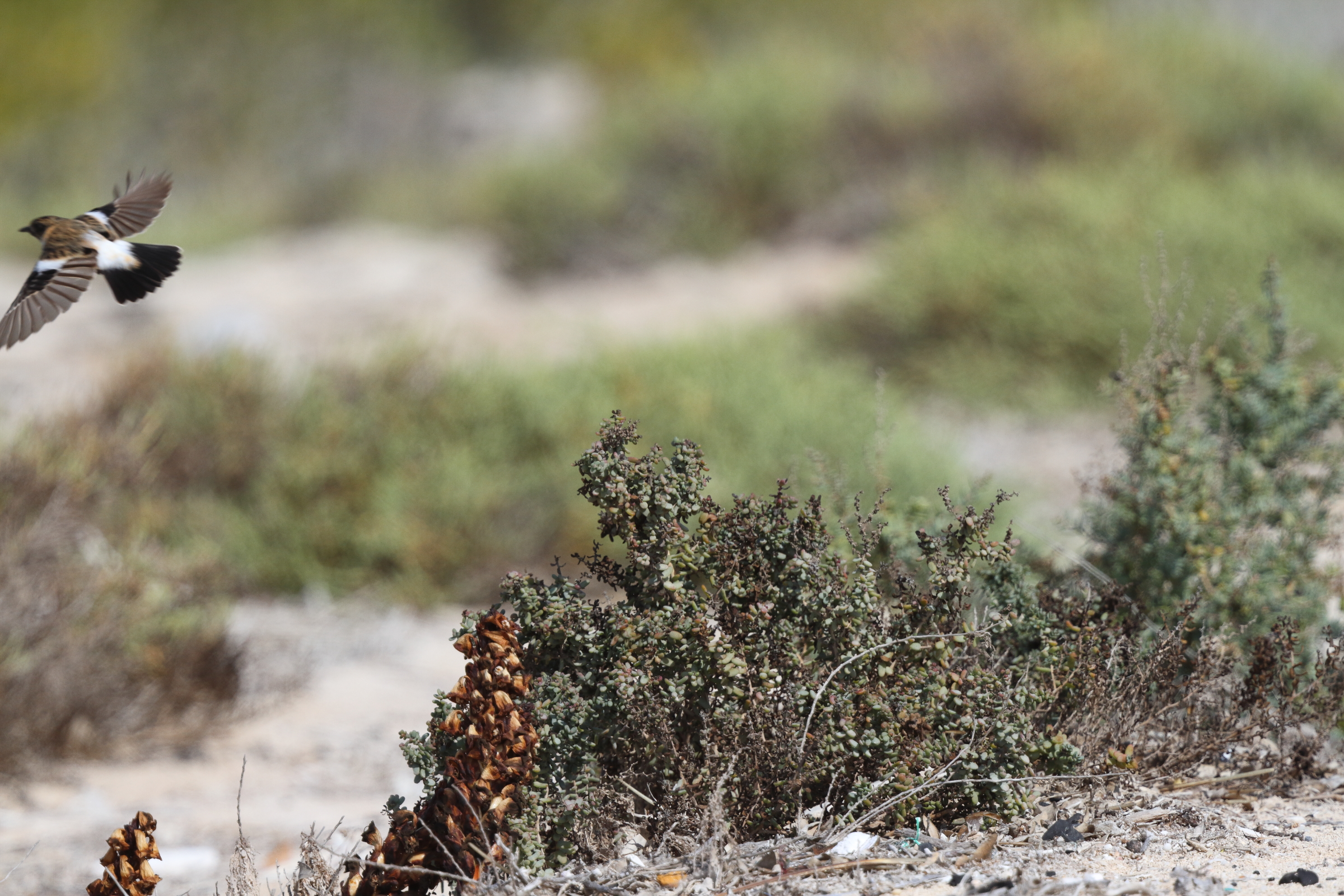Siberian Stonechat. Qatar, 03 March 2016 © Neil G. Morris.