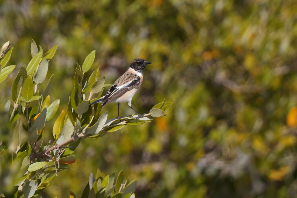 Siberian Stonechat. Qatar, 03 March 2016 © Neil G. Morris.