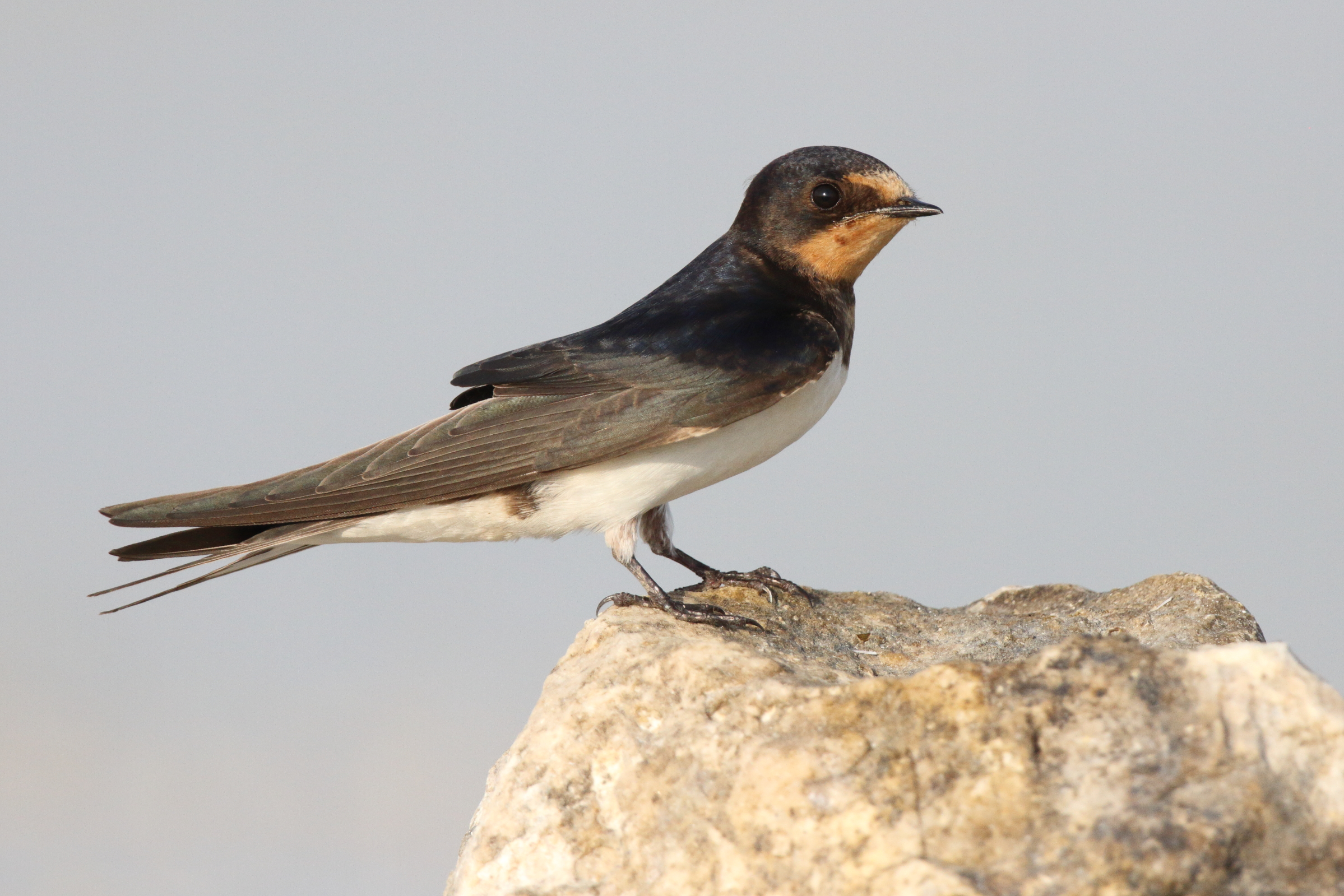 Barn Swallow. Qatar, 22 October 2012 © Neil G. Morris.