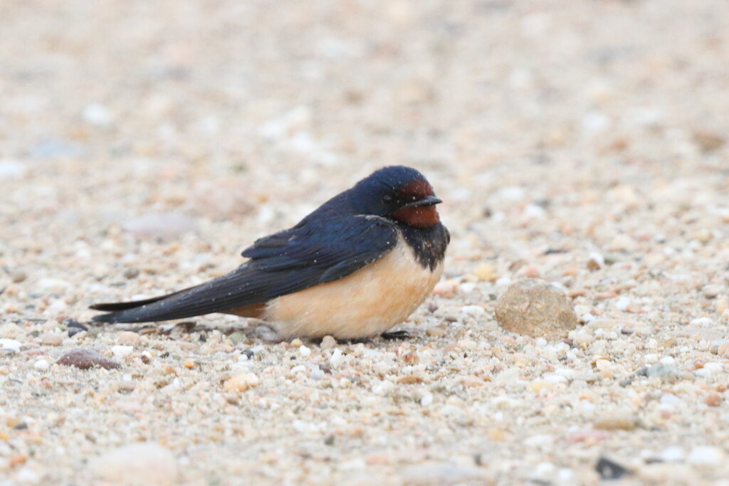 Red-rumped Swallow. Qatar, 26 March 2014 © Neil G. Morris.