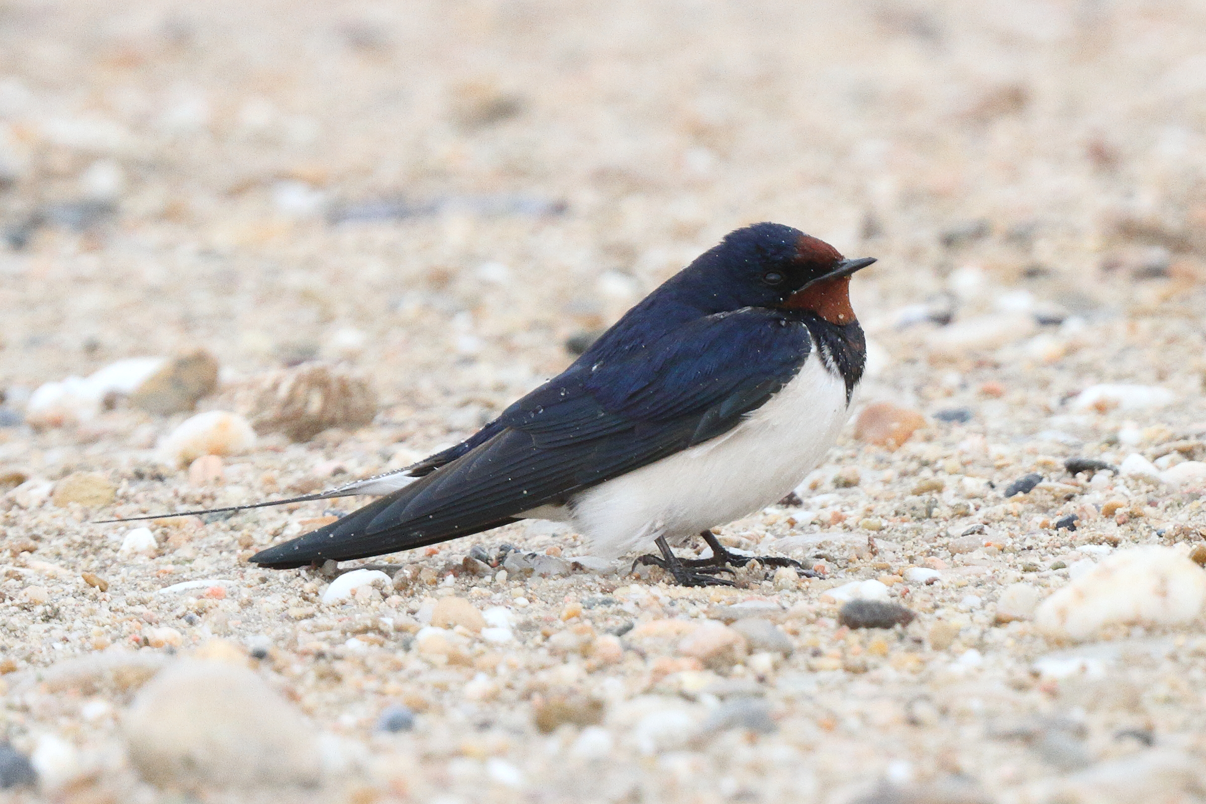 Red-rumped Swallow. Qatar, 26 March 2014 © Neil G. Morris.
