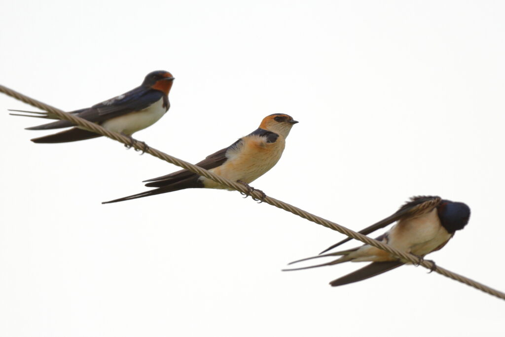 Red-rumped Swallow. Qatar, 23 April 2014 © Neil G. Morris.