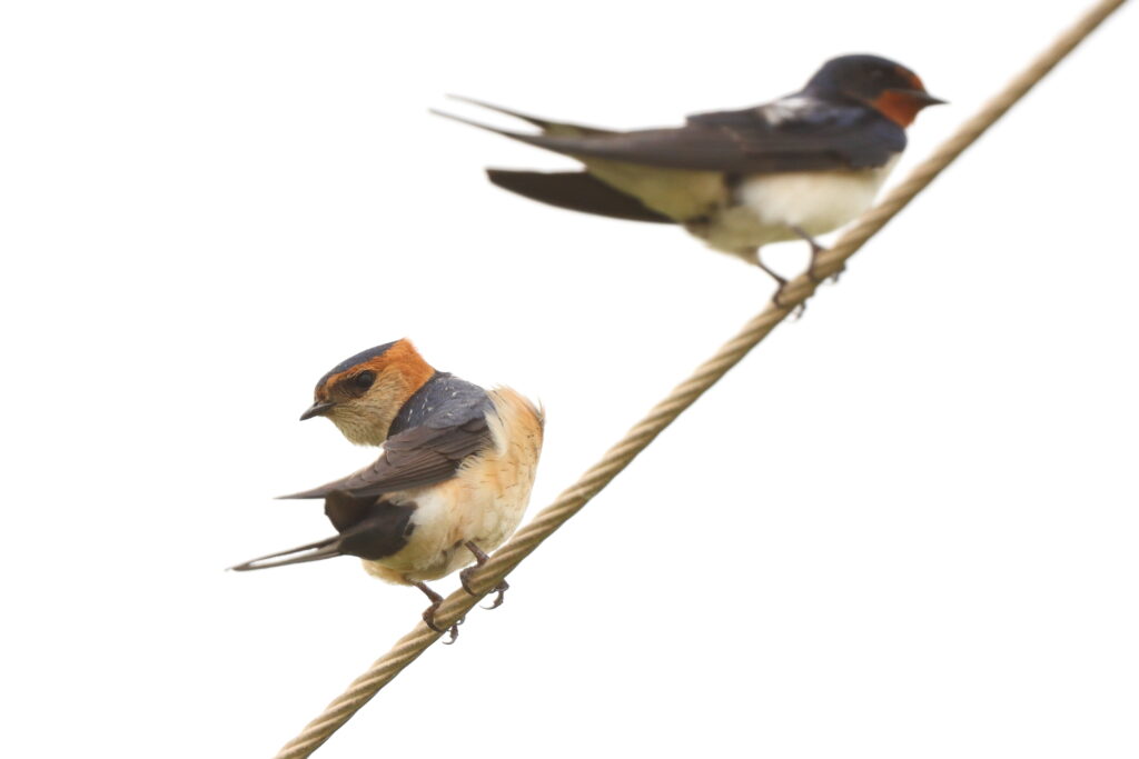 Red-rumped Swallow. Qatar, 23 April 2013 © Neil G. Morris.