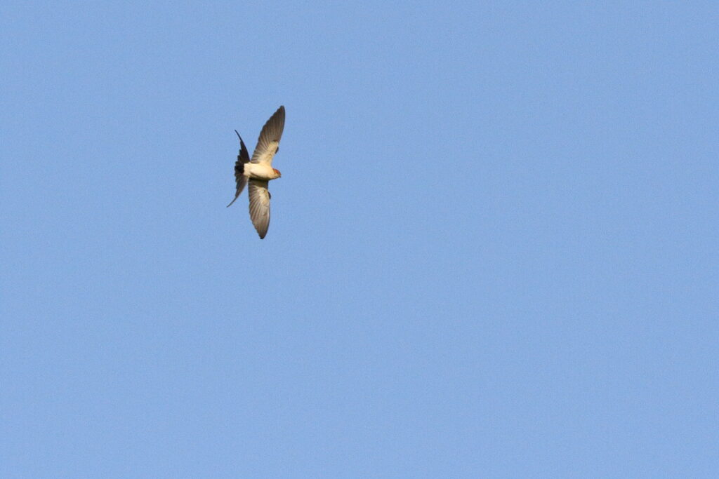 Red-rumped Swallow. Qatar, 03 March 2014 © Neil G. Morris.