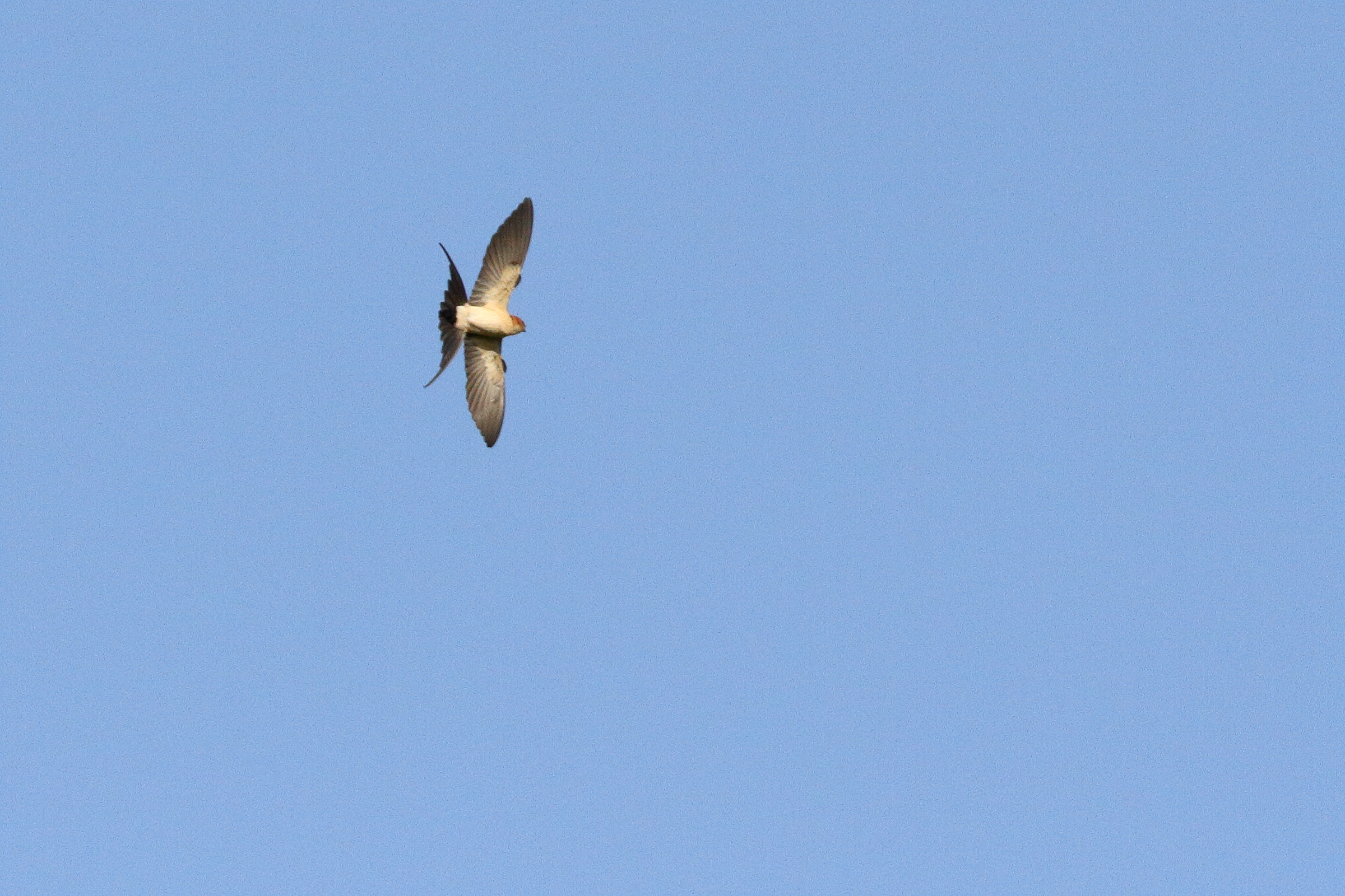 Red-rumped Swallow. Qatar, 03 March 2014 © Neil G. Morris.