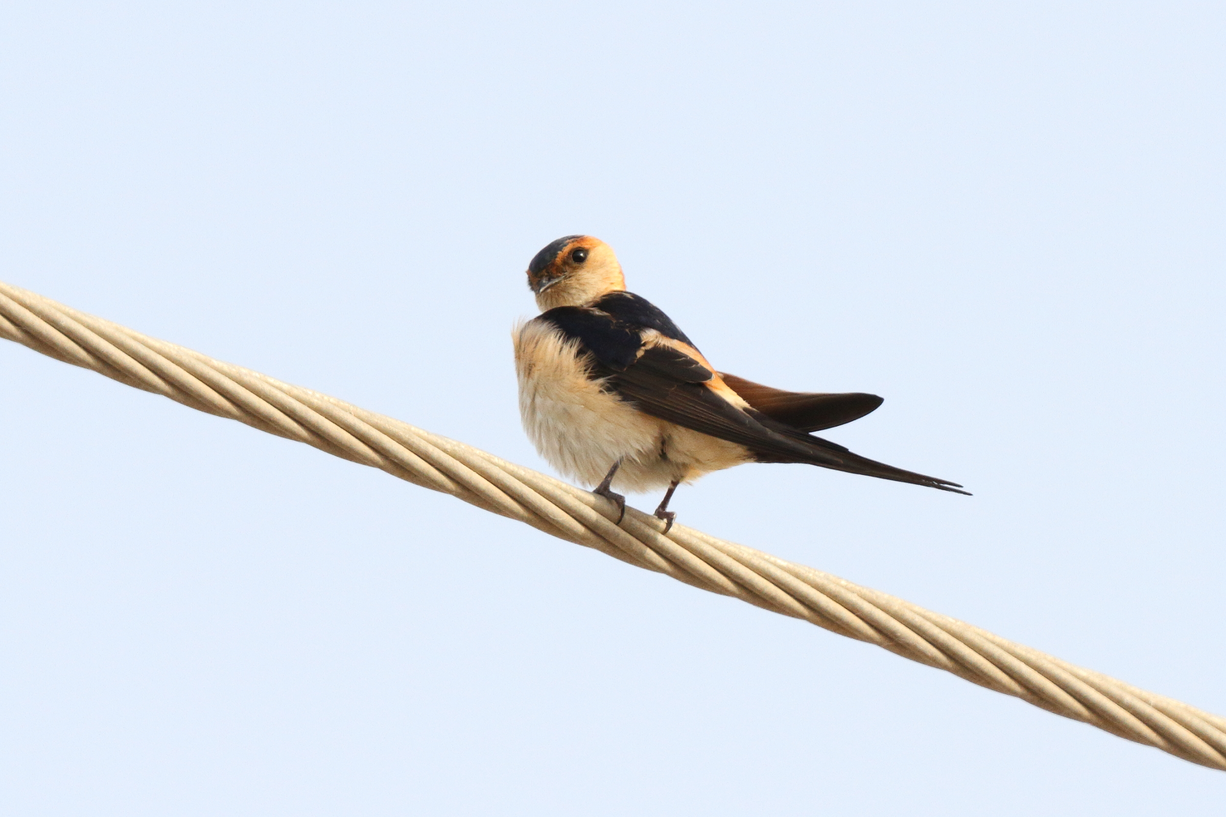 Red-rumped Swallow. Qatar, 01 April 2015 © Neil G. Morris.