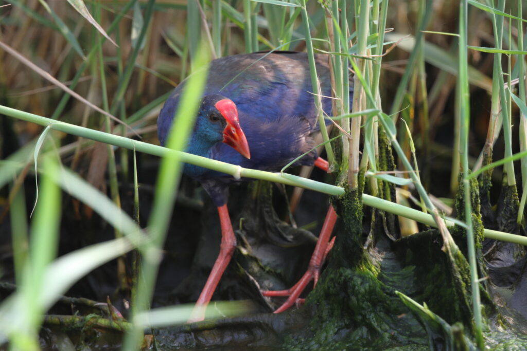 African Swamphen. Qatar, 04 November 2012 © Neil G. Morris.