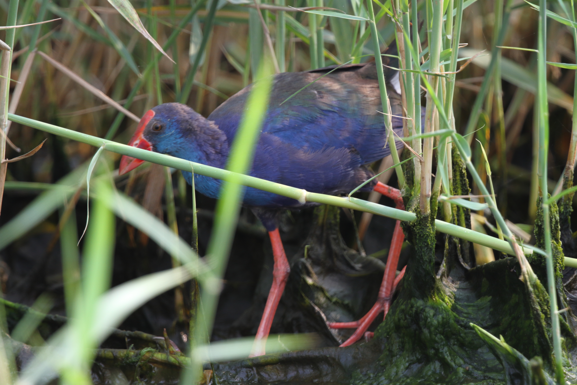 'African' Purple Swamphen. Qatar, 04 November 2012 © Neil G. Morris.