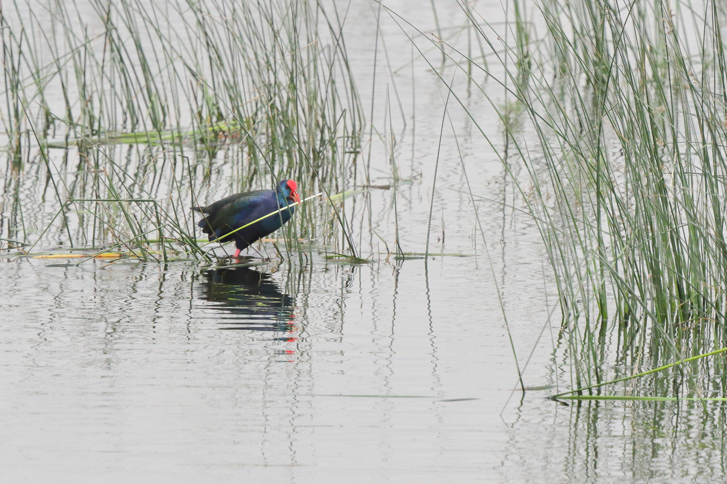 'African' Purple Swamphen. Qatar, 20 March 2013 © Neil G. Morris.