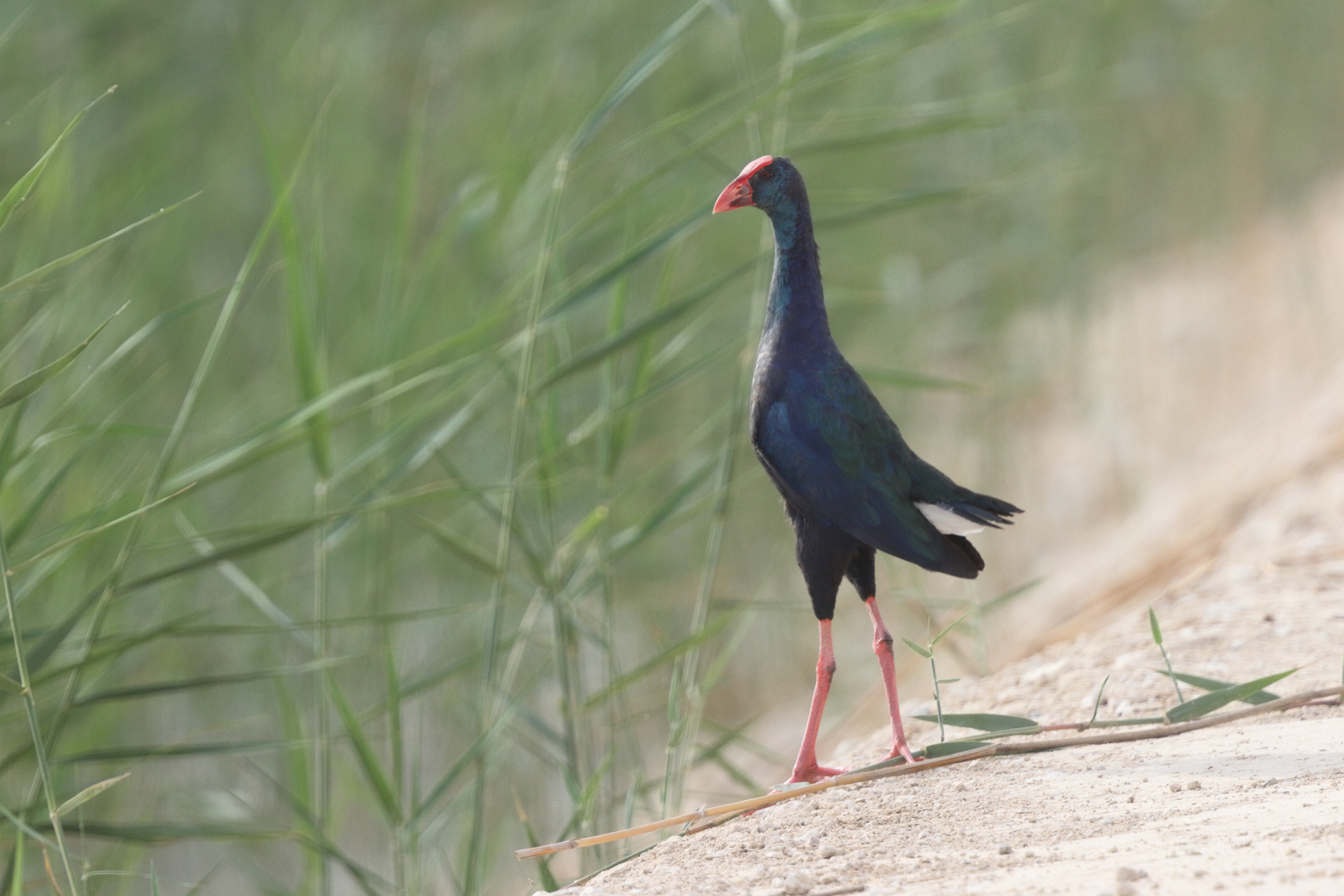 'African' Purple Swamphen. Qatar, 29 April 2013 © Neil G. Morris.