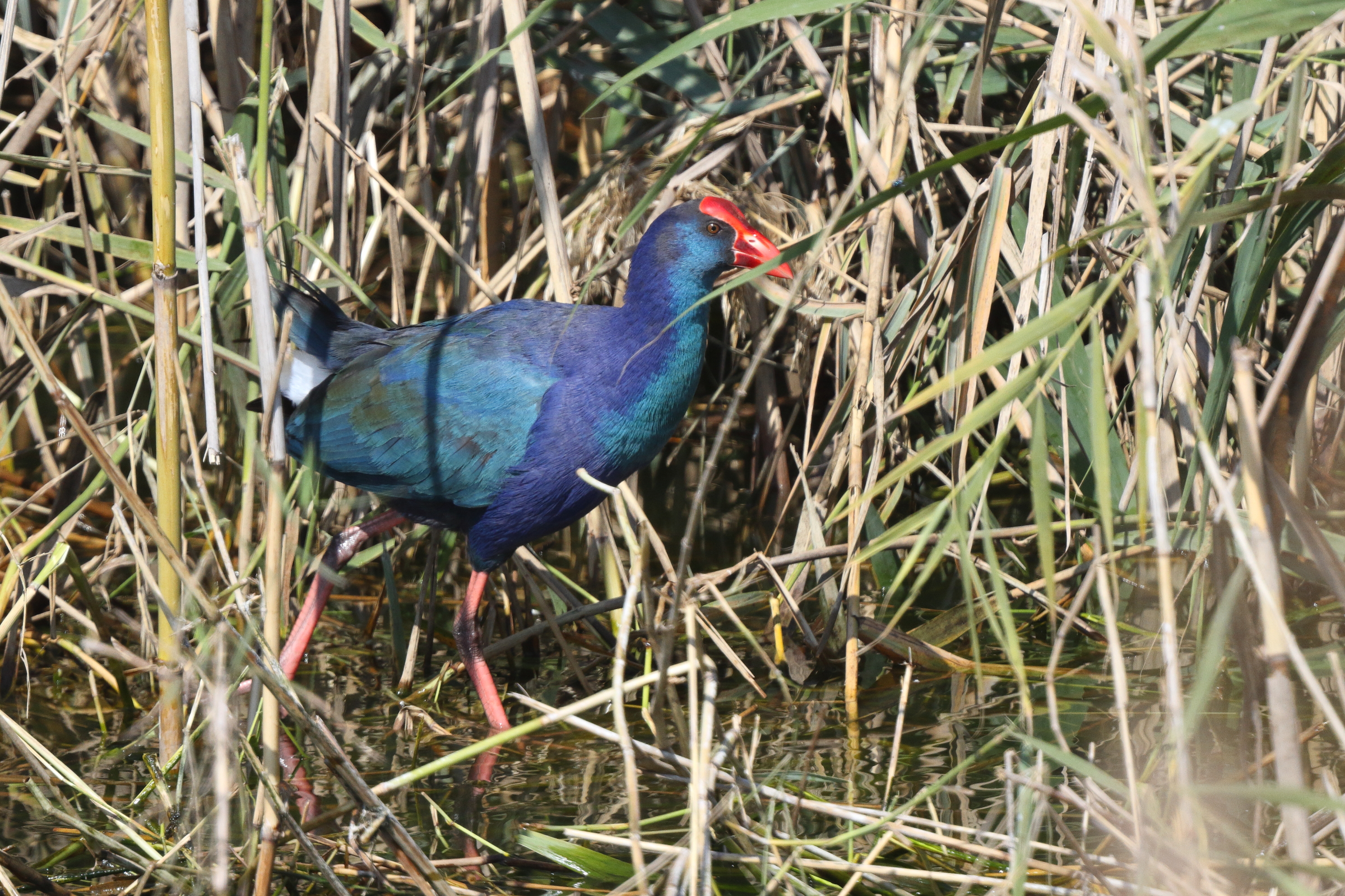 'African' Purple Swamphen. Qatar, 22 January 2014 © Neil G. Morris.