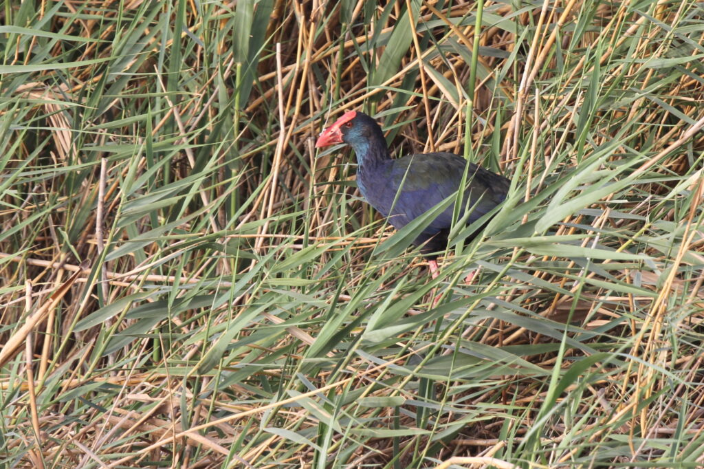 African Swamphen. Qatar, 07 July 2014 © Neil G. Morris.