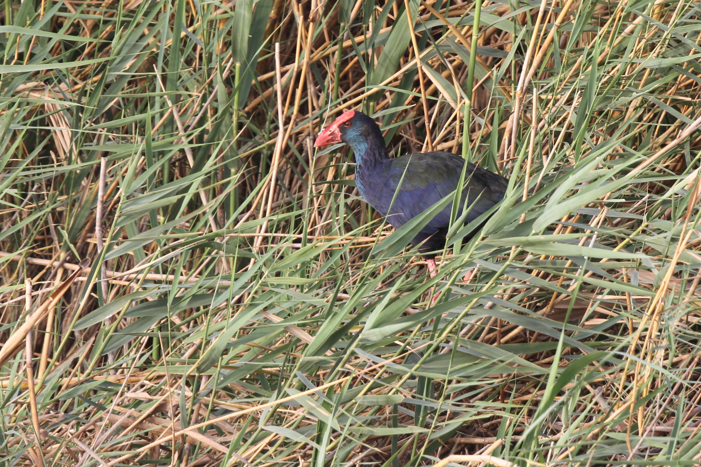 'African' Purple Swamphen. Qatar, 07 July 2014 © Neil G. Morris.