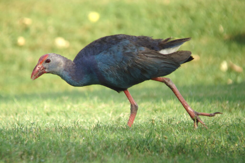Purple Swamphen. Qatar, 12 September 2012 © Neil G. Morris.