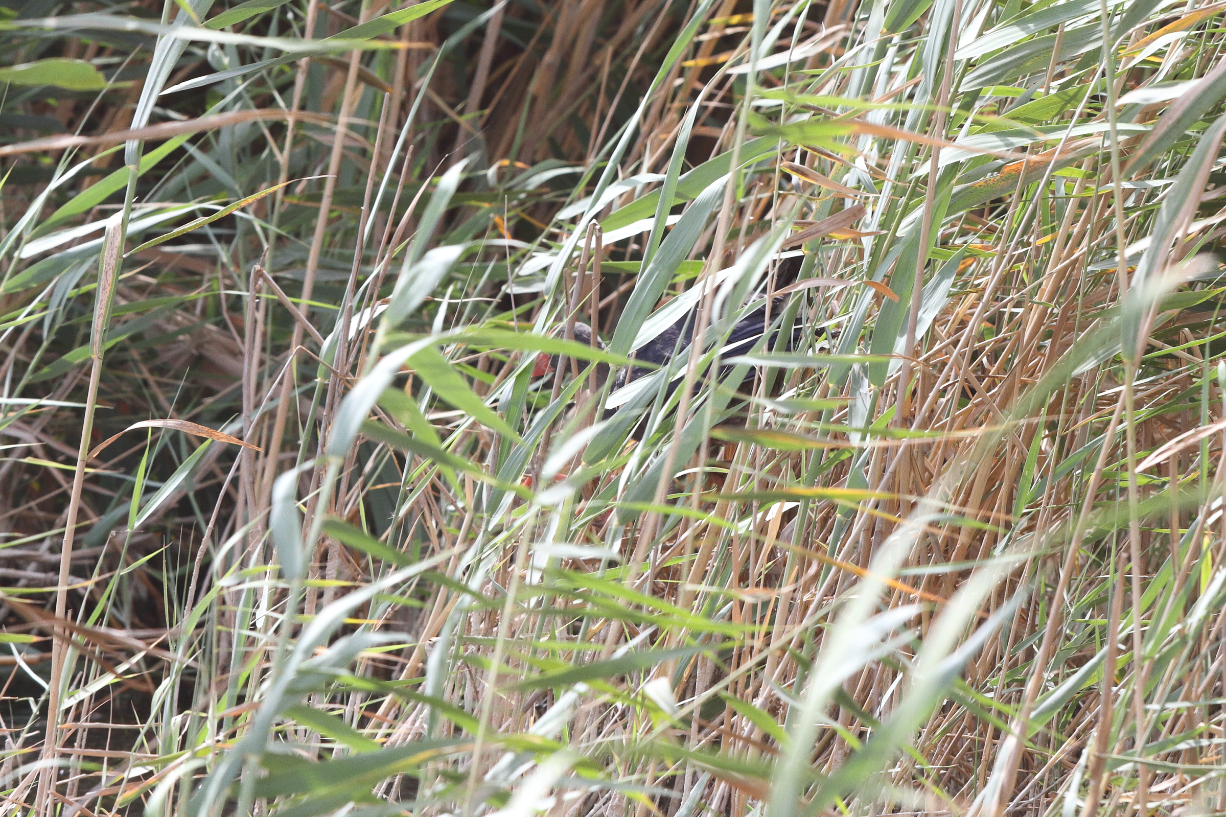 'Grey-headed' Purple Swamphen. Qatar, 12 June 2014 © Neil G. Morris.