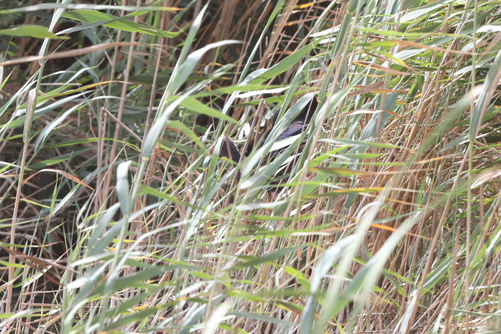 Purple Swamphen. Qatar, 12 June 2014 © Neil G. Morris.