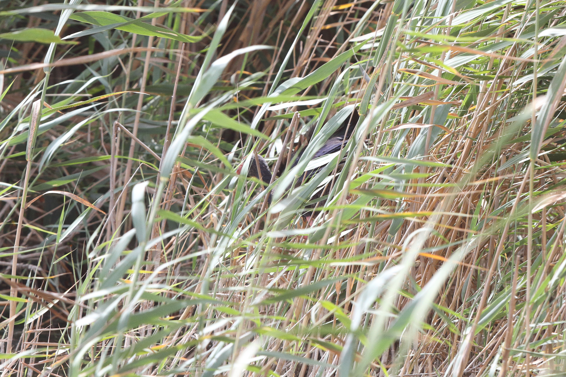 'Grey-headed' Purple Swamphen. Qatar, 12 June 2014 © Neil G. Morris.
