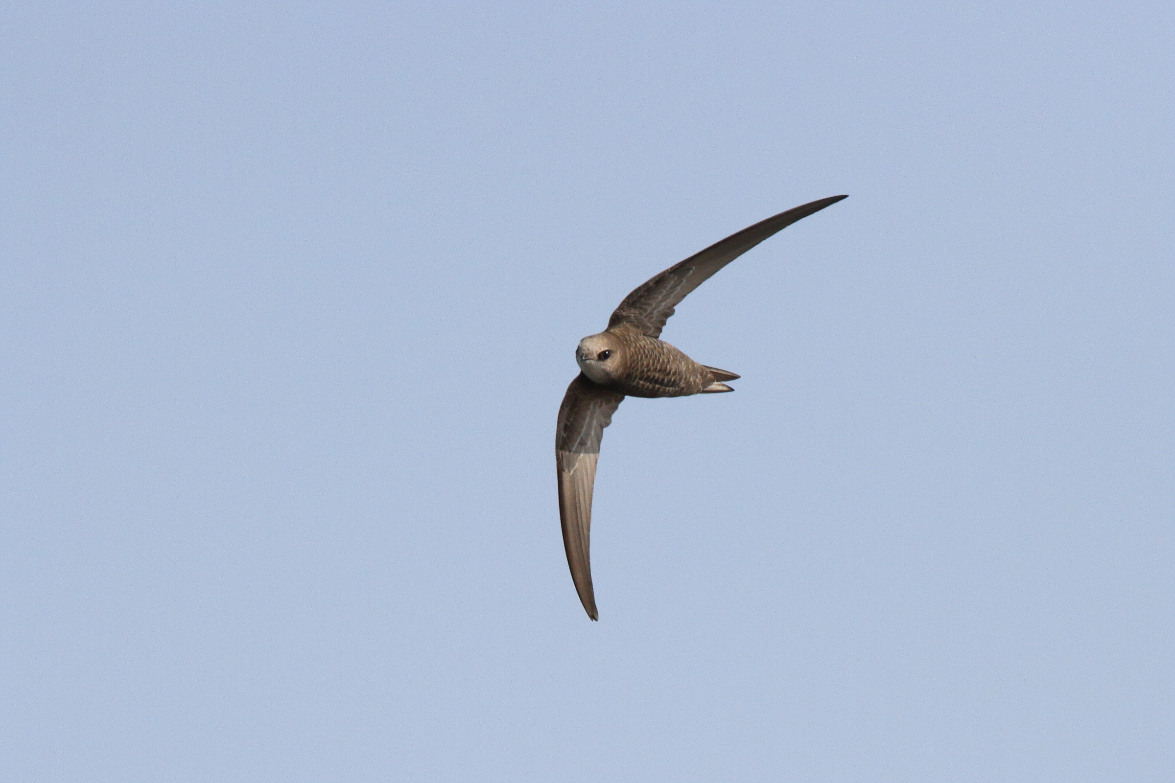 Pallid Swift. Qatar, 20 January 2014 © Neil G. Morris.