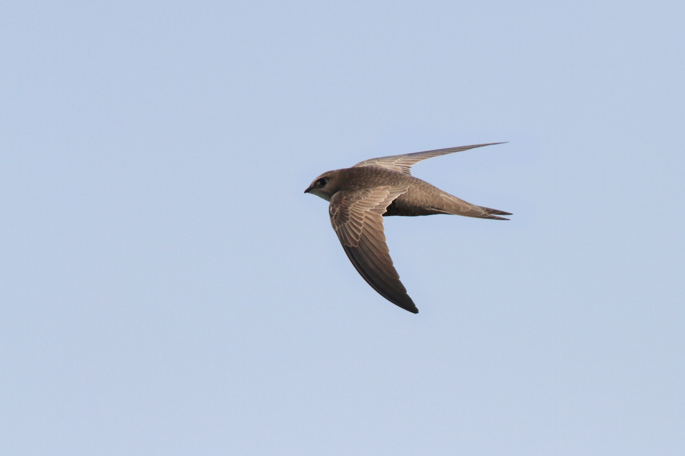Pallid Swift. Qatar, 20 January 2014 © Neil G. Morris.