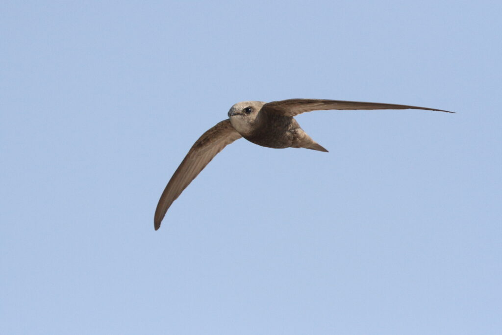 Pallid Swift. Qatar, 20 January 2014 © Neil G. Morris.
