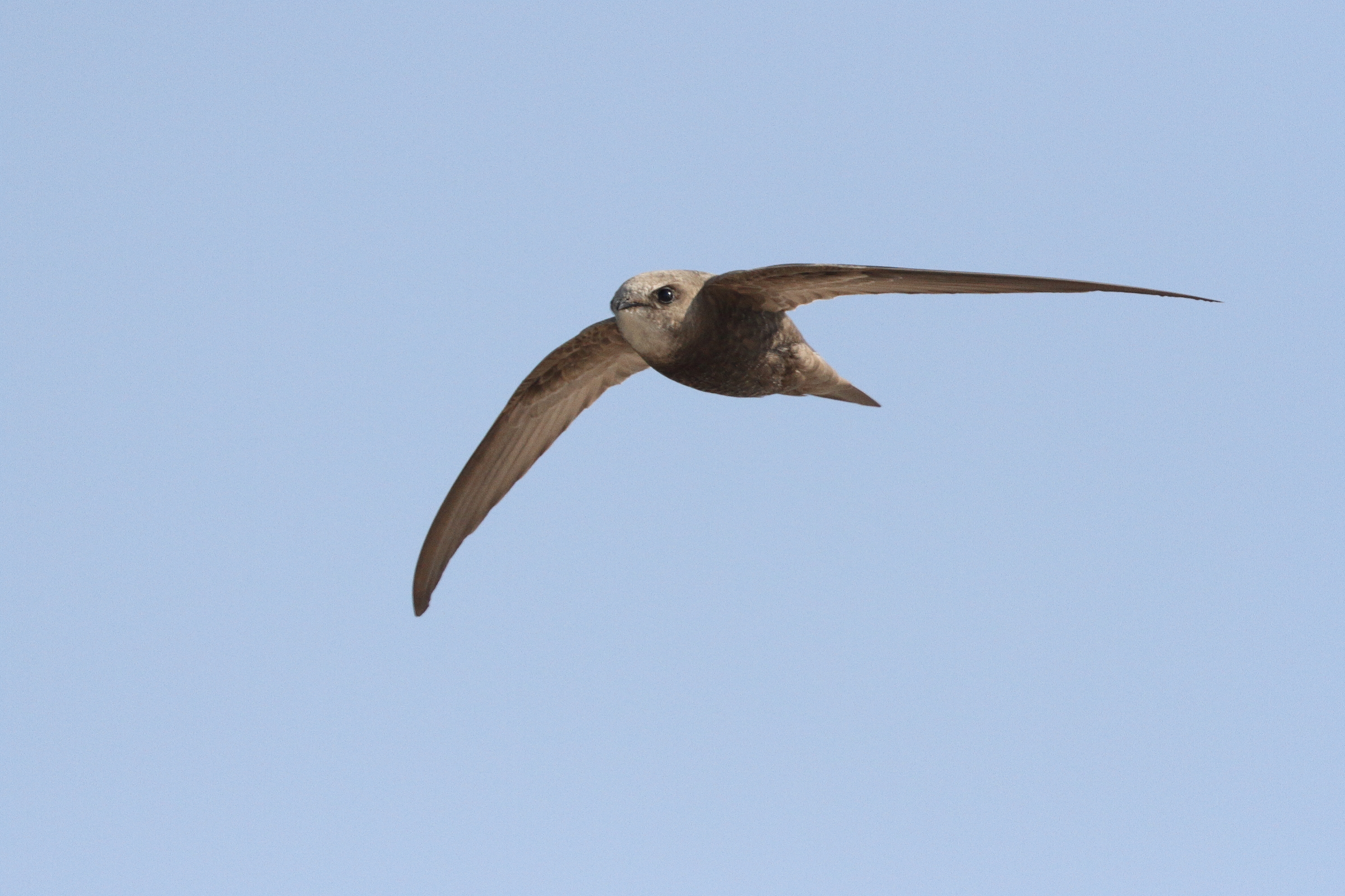 Pallid Swift. Qatar, 20 January 2014 © Neil G. Morris.