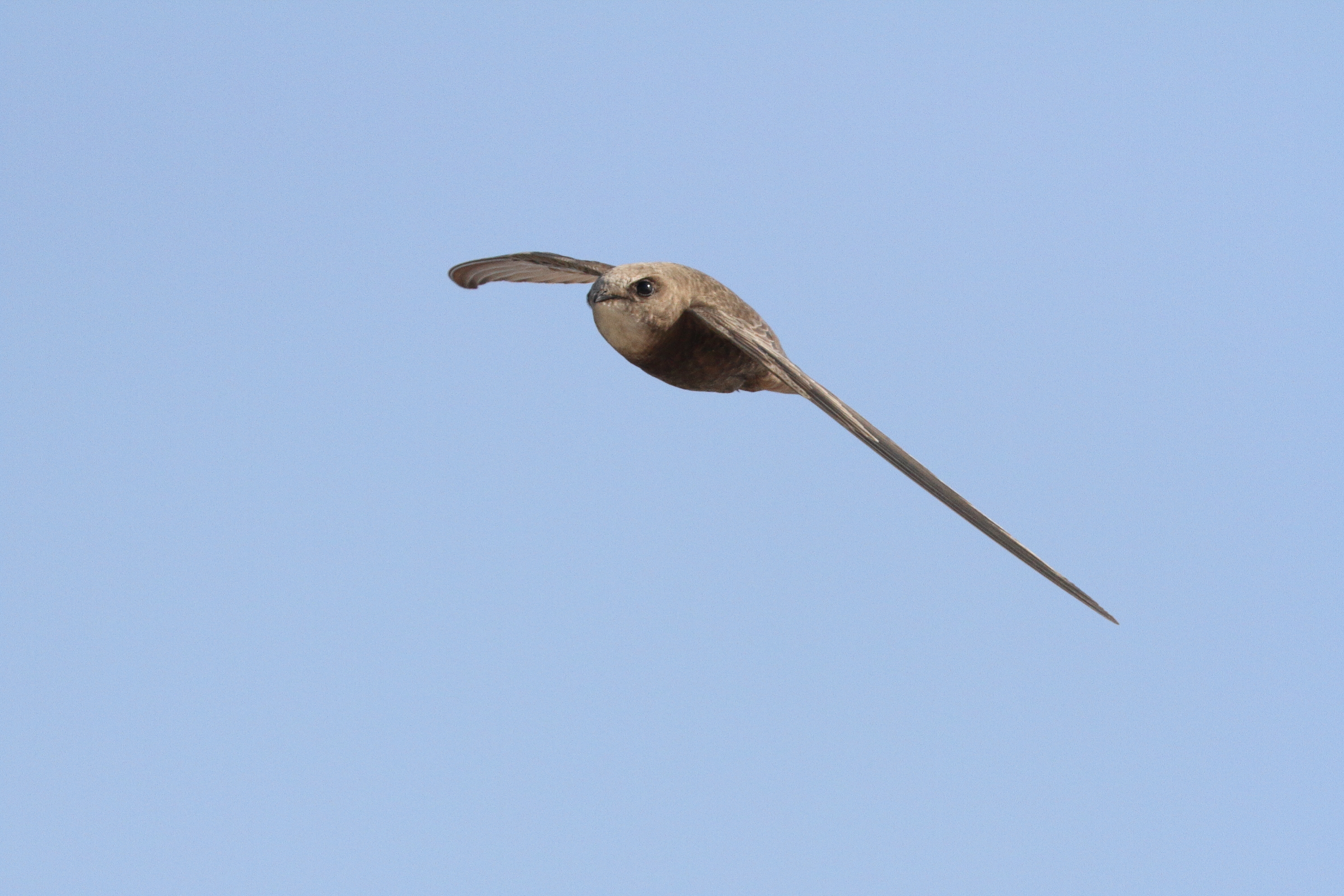 Pallid Swift. Qatar, 20 January 2014 © Neil G. Morris.