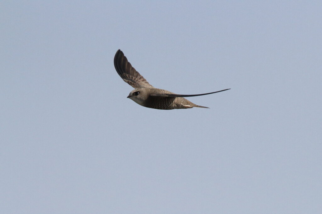 Pallid Swift. Qatar, 20 January 2014 © Neil G. Morris.