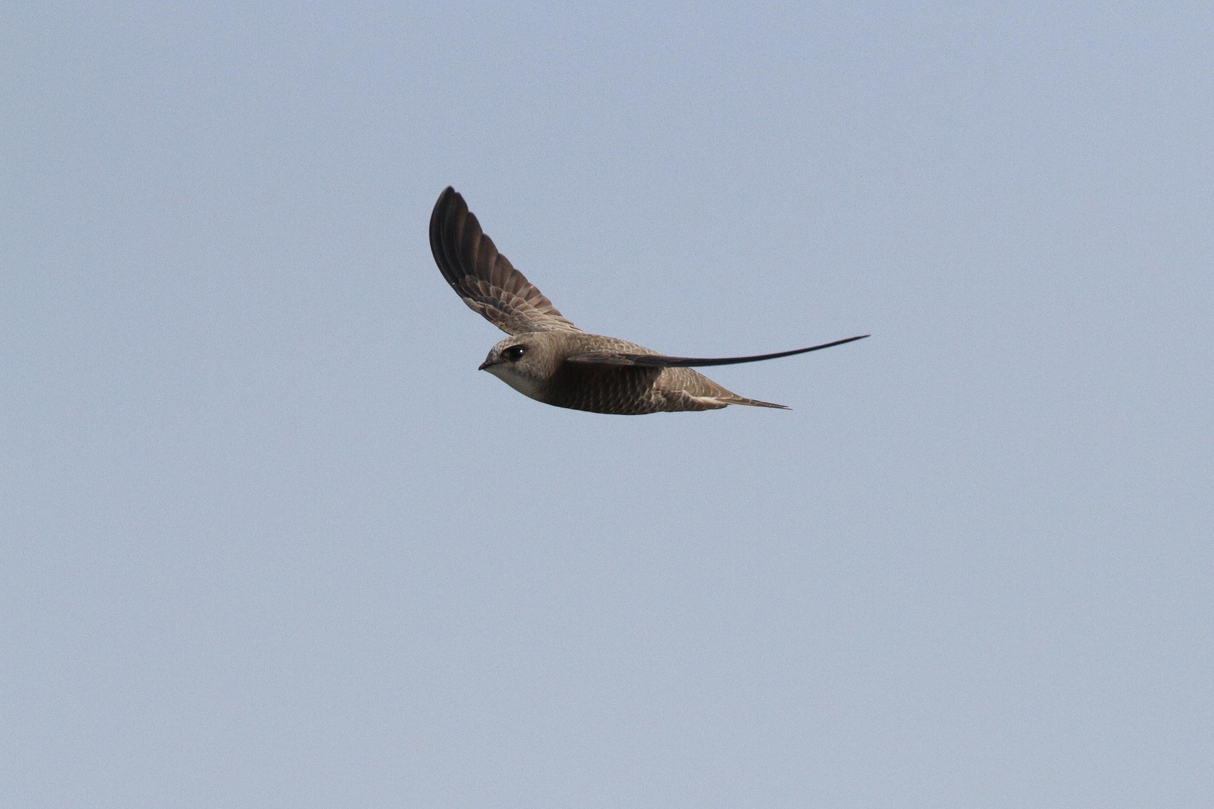 Pallid Swift. Qatar, 20 January 2014 © Neil G. Morris.