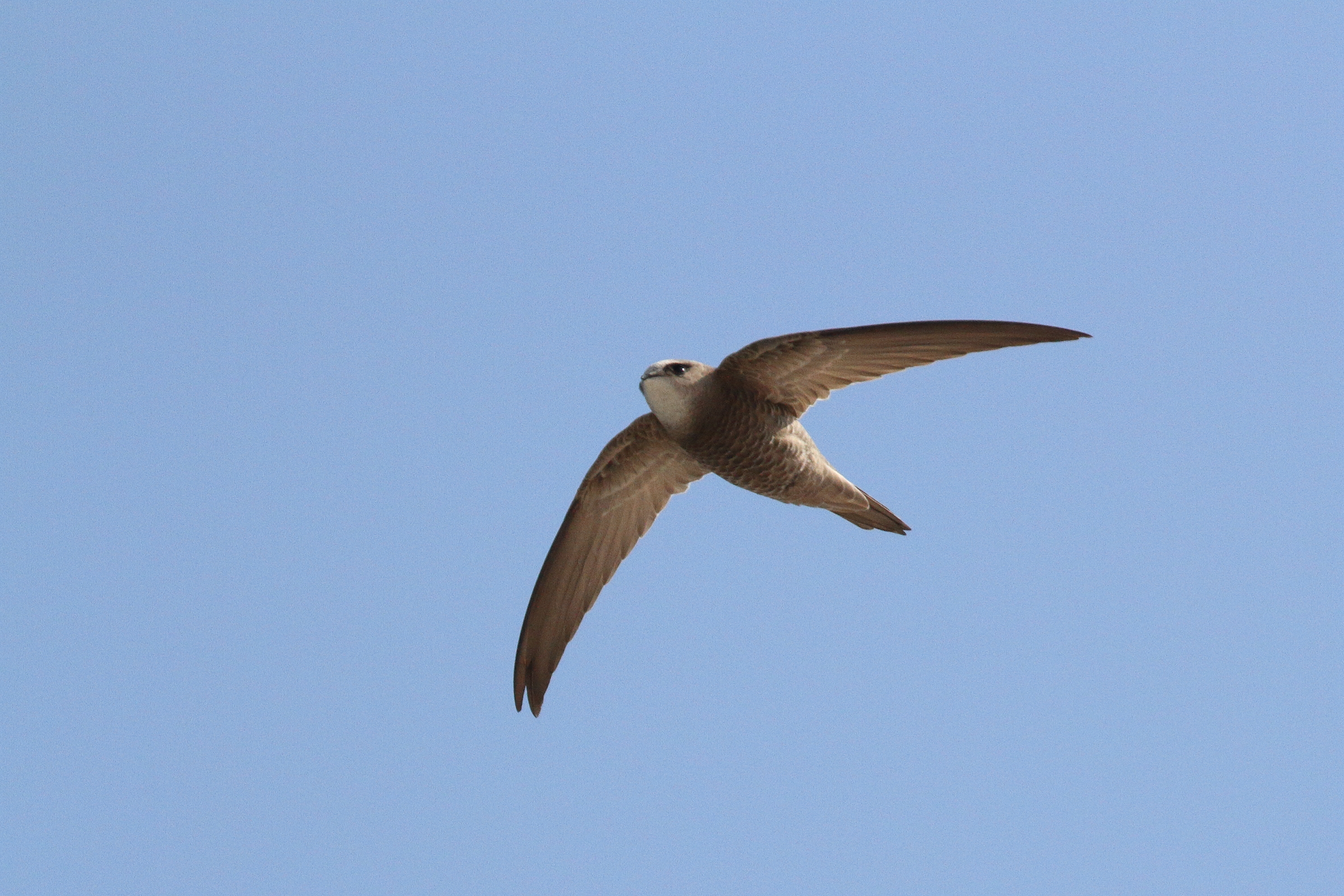 Pallid Swift. Qatar, 20 January 2014 © Neil G. Morris.