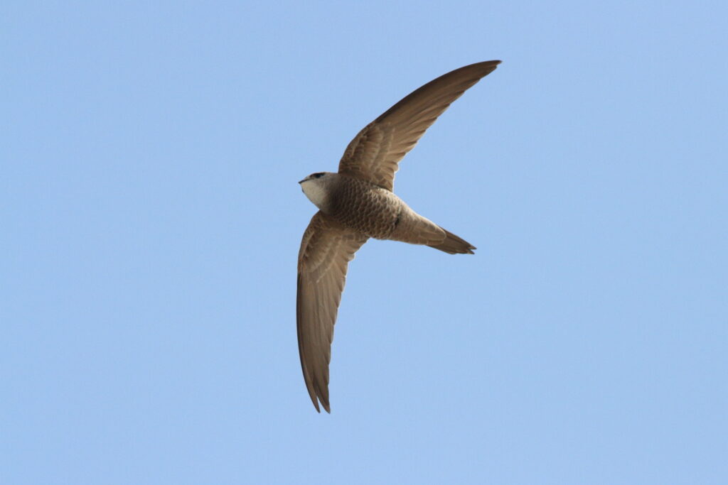Pallid Swift. Qatar, 20 January 2014 © Neil G. Morris.