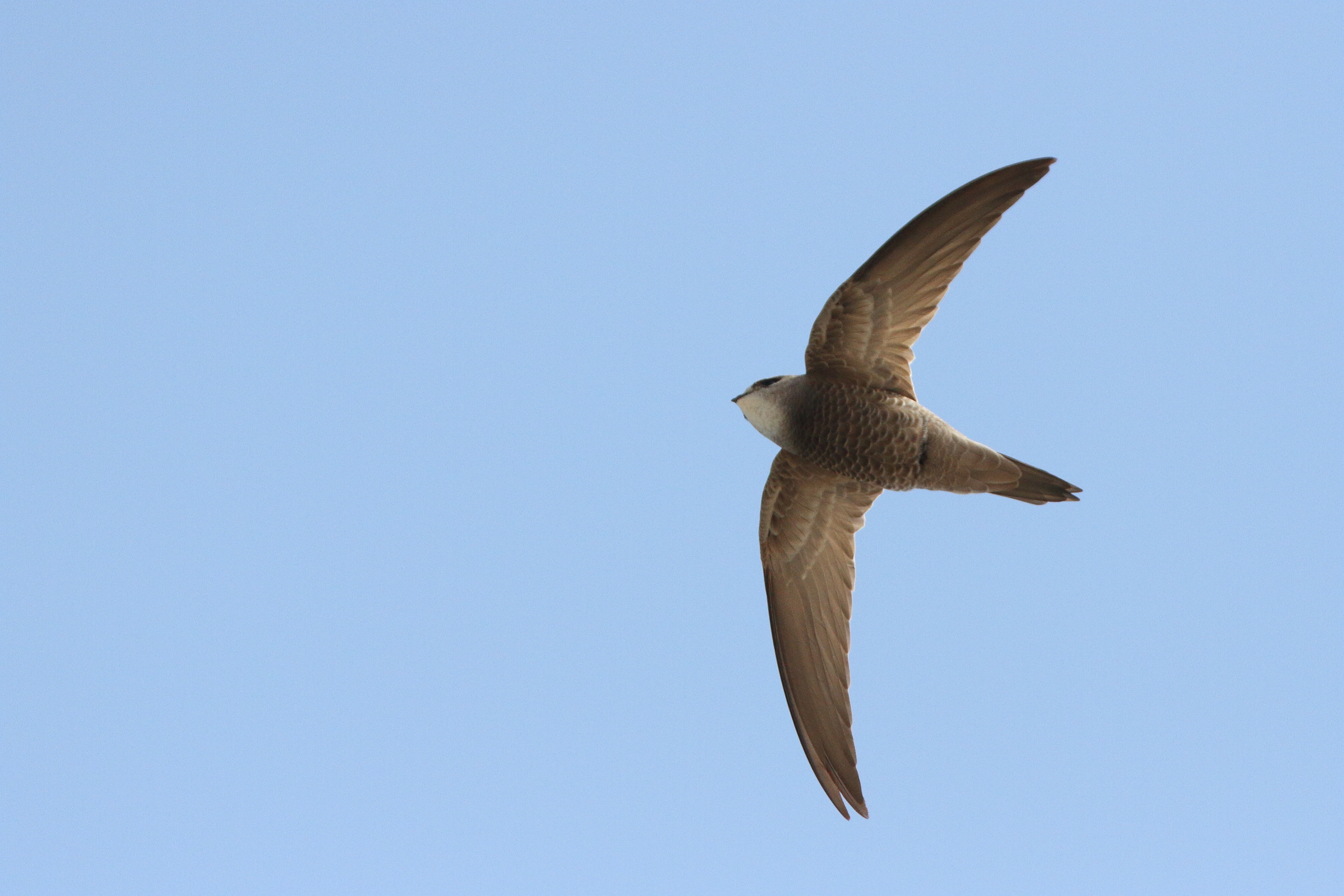 Pallid Swift. Qatar, 20 January 2014 © Neil G. Morris.