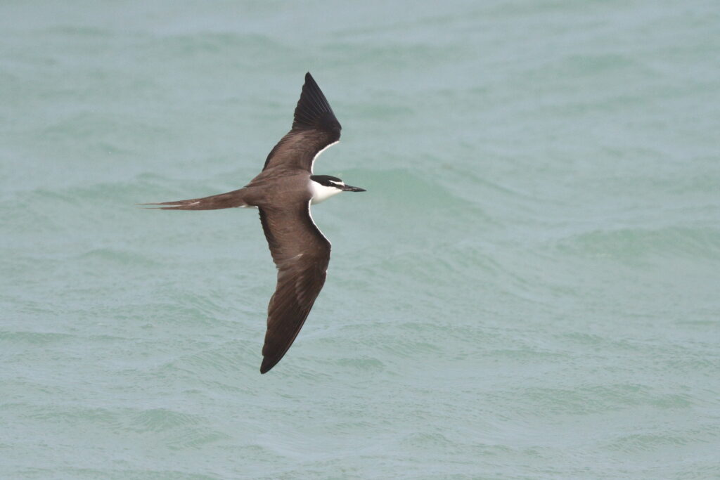 Bridled Tern. Qatar, 07 June 2013 © Neil G. Morris.
