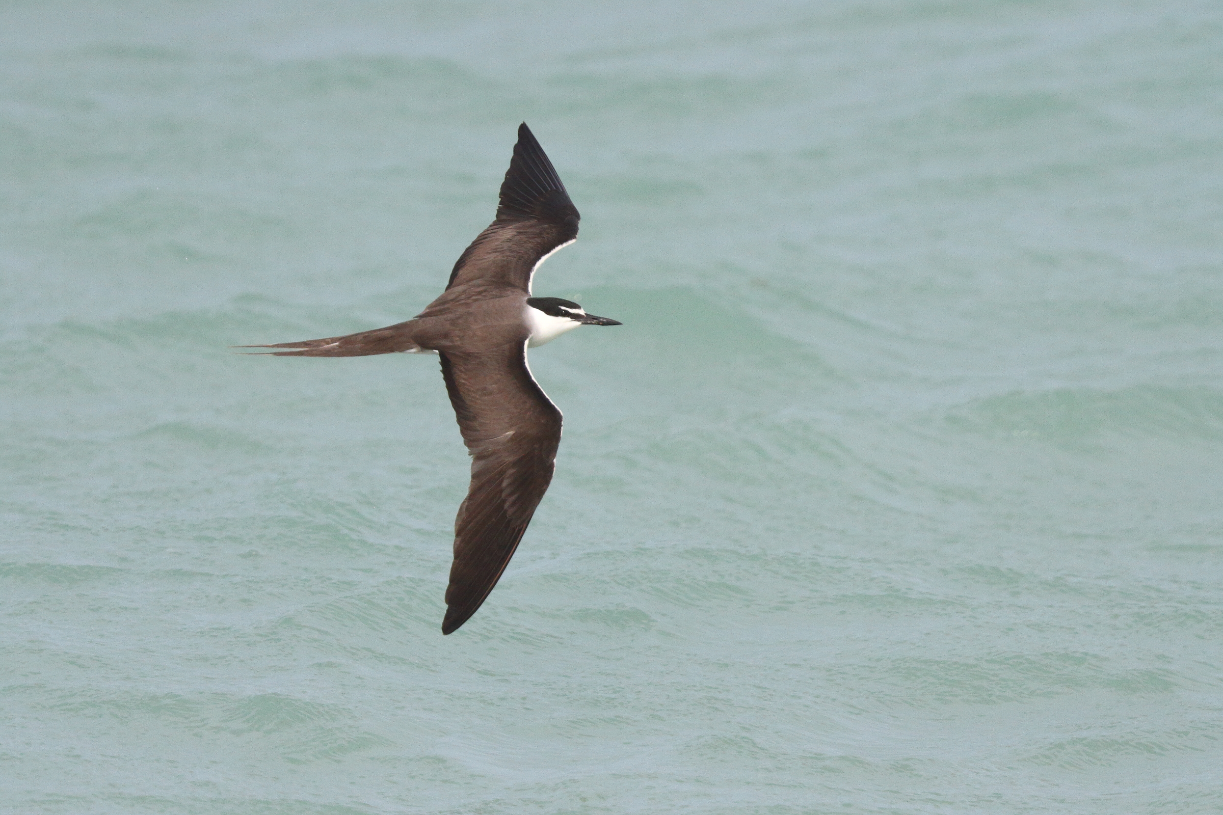 Bridled Tern. Qatar, 07 June 2013 © Neil G. Morris.
