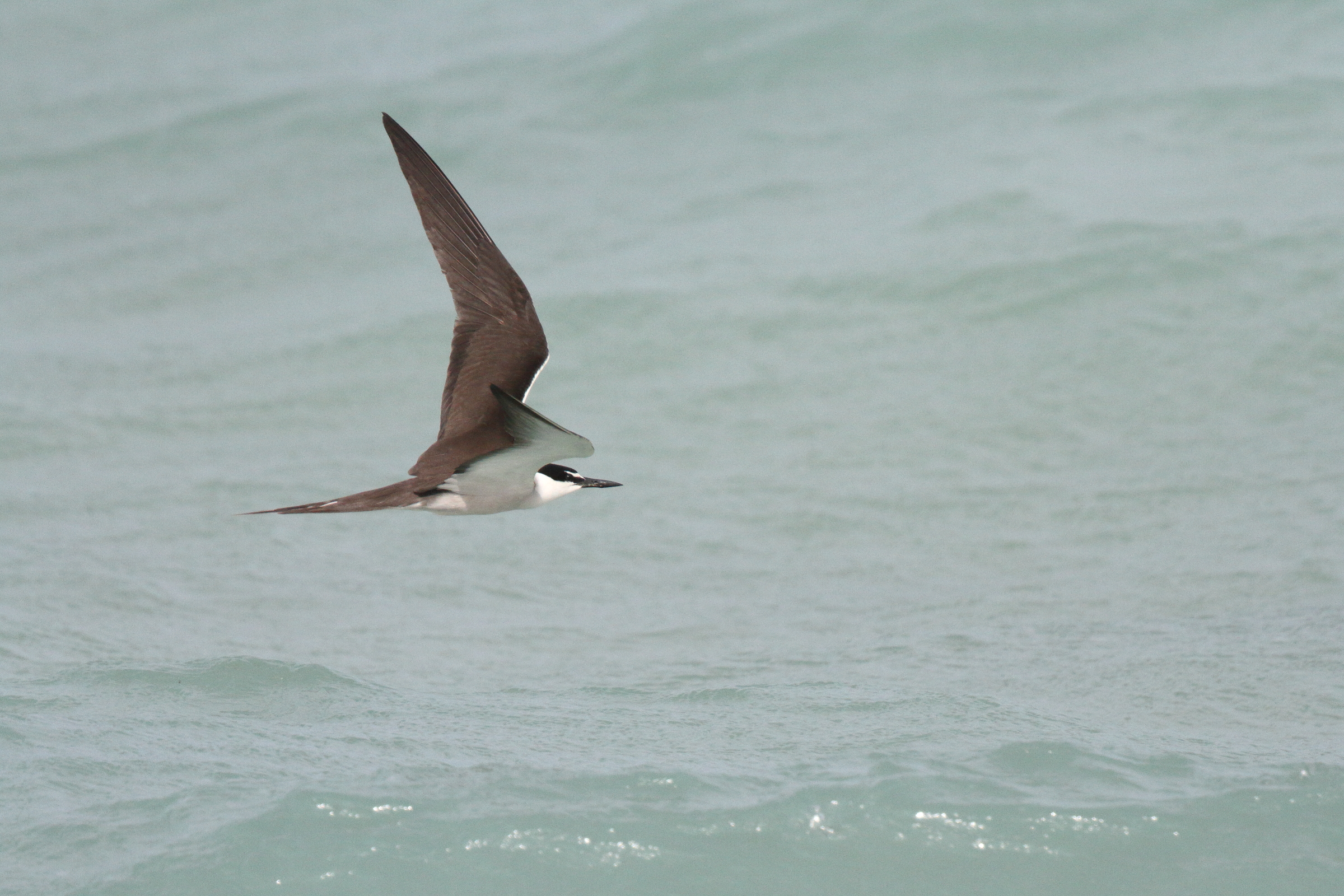 Bridled Tern. Qatar, 07 June 2013 © Neil G. Morris.