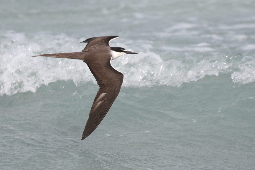 Bridled Tern. Qatar, 07 June 2013 © Neil G. Morris.