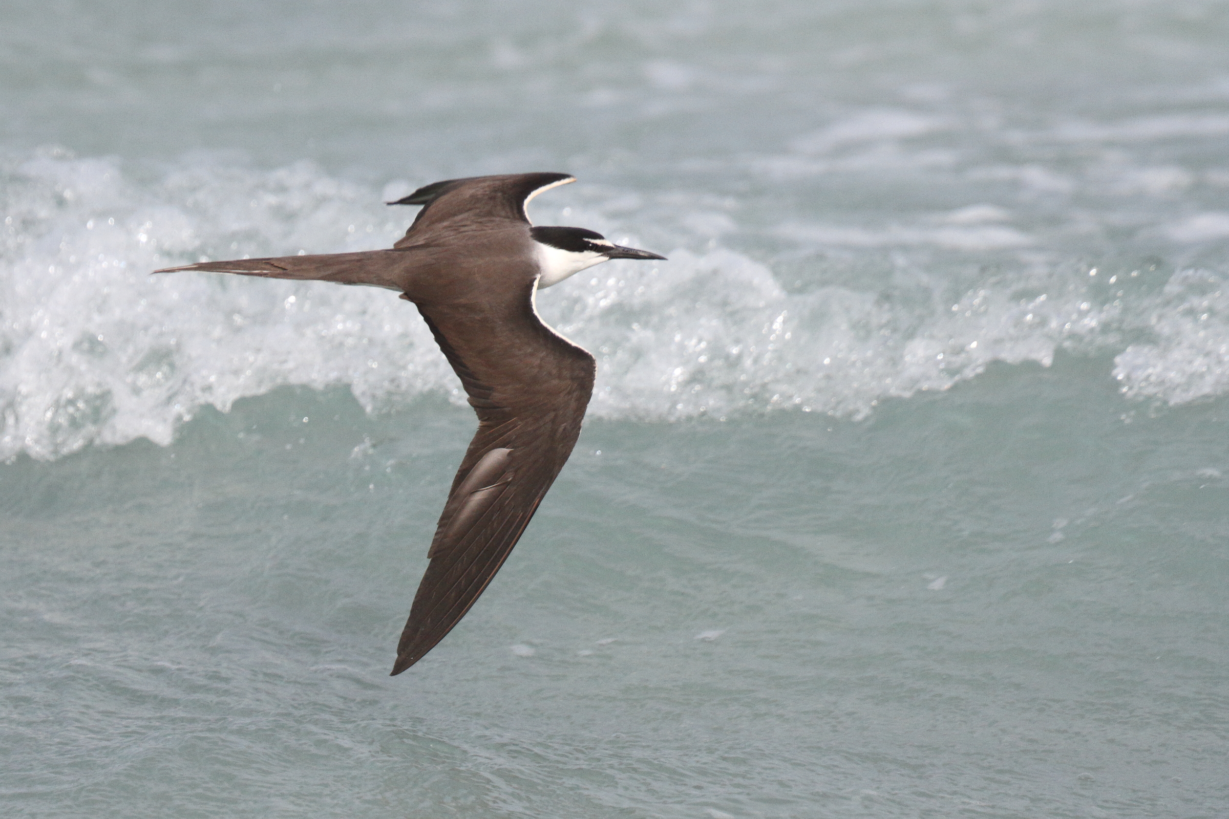 Bridled Tern. Qatar, 07 June 2013 © Neil G. Morris.