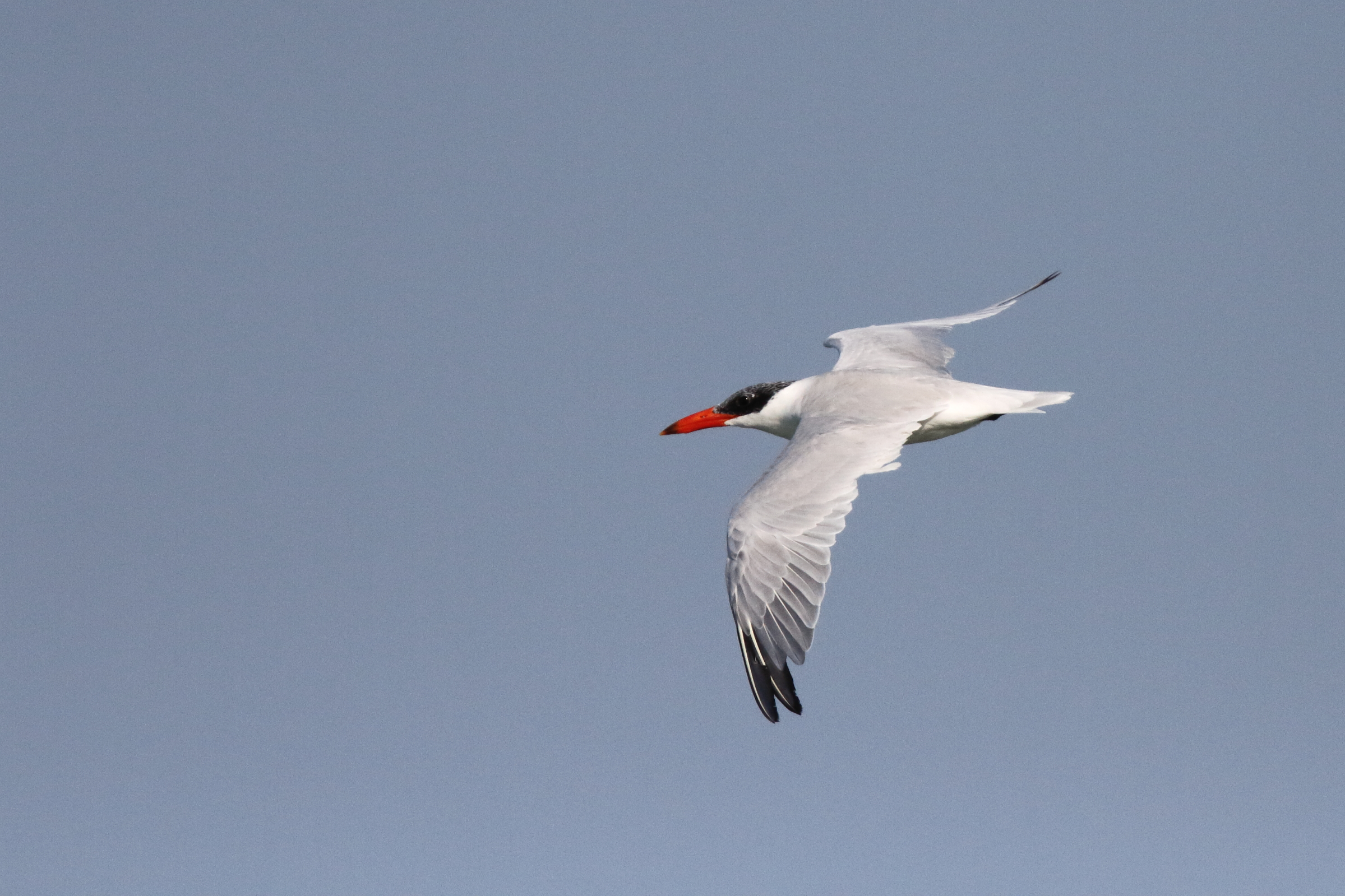 Caspian Tern. Qatar, 31 October 2012 © Neil G. Morris.