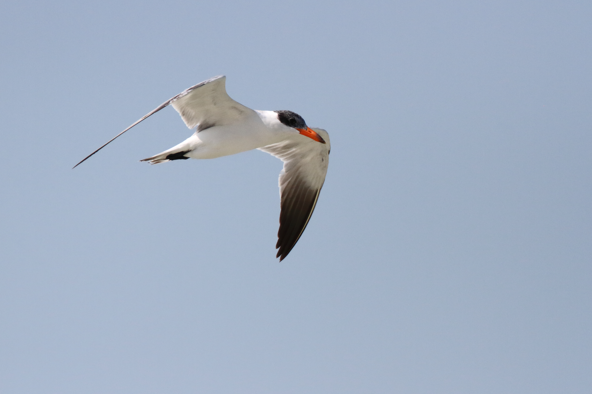 Caspian Tern. Qatar, 02 November 2012 © Neil G. Morris.