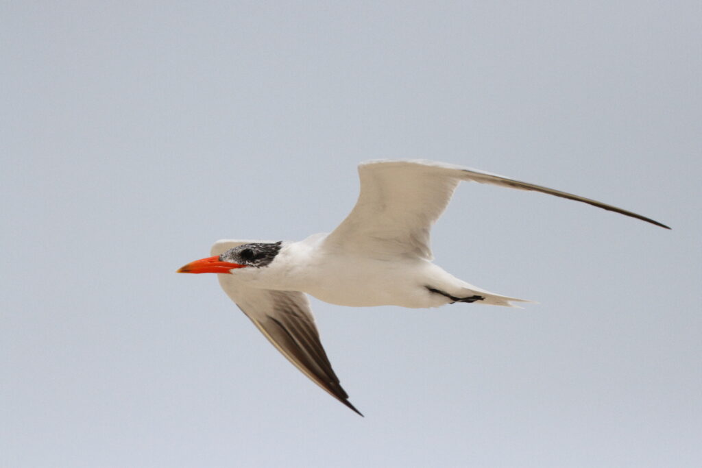 Caspian Tern. Qatar, 06 March 2013 © Neil G. Morris.