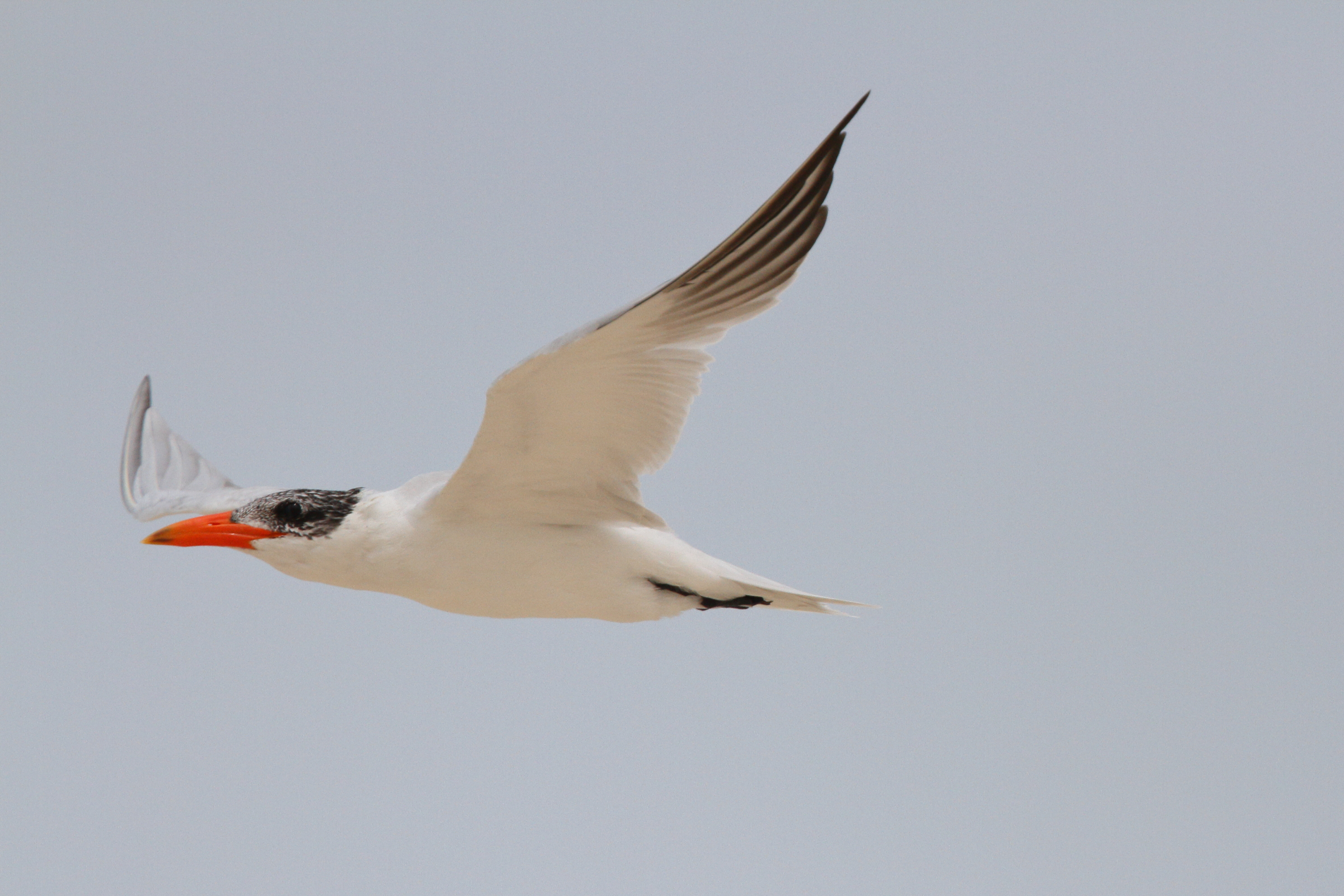 Caspian Tern. Qatar, 06 March 2013 © Neil G. Morris.