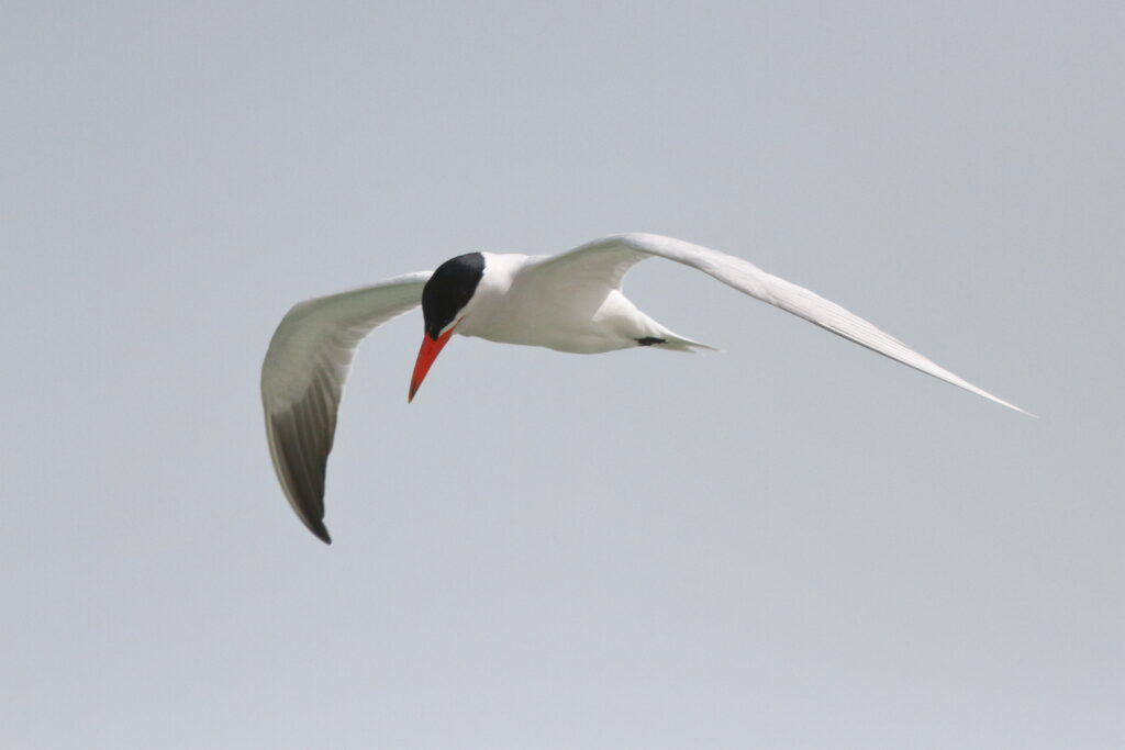 Caspian Tern. Qatar, 07 March 2013 © Neil G. Morris.