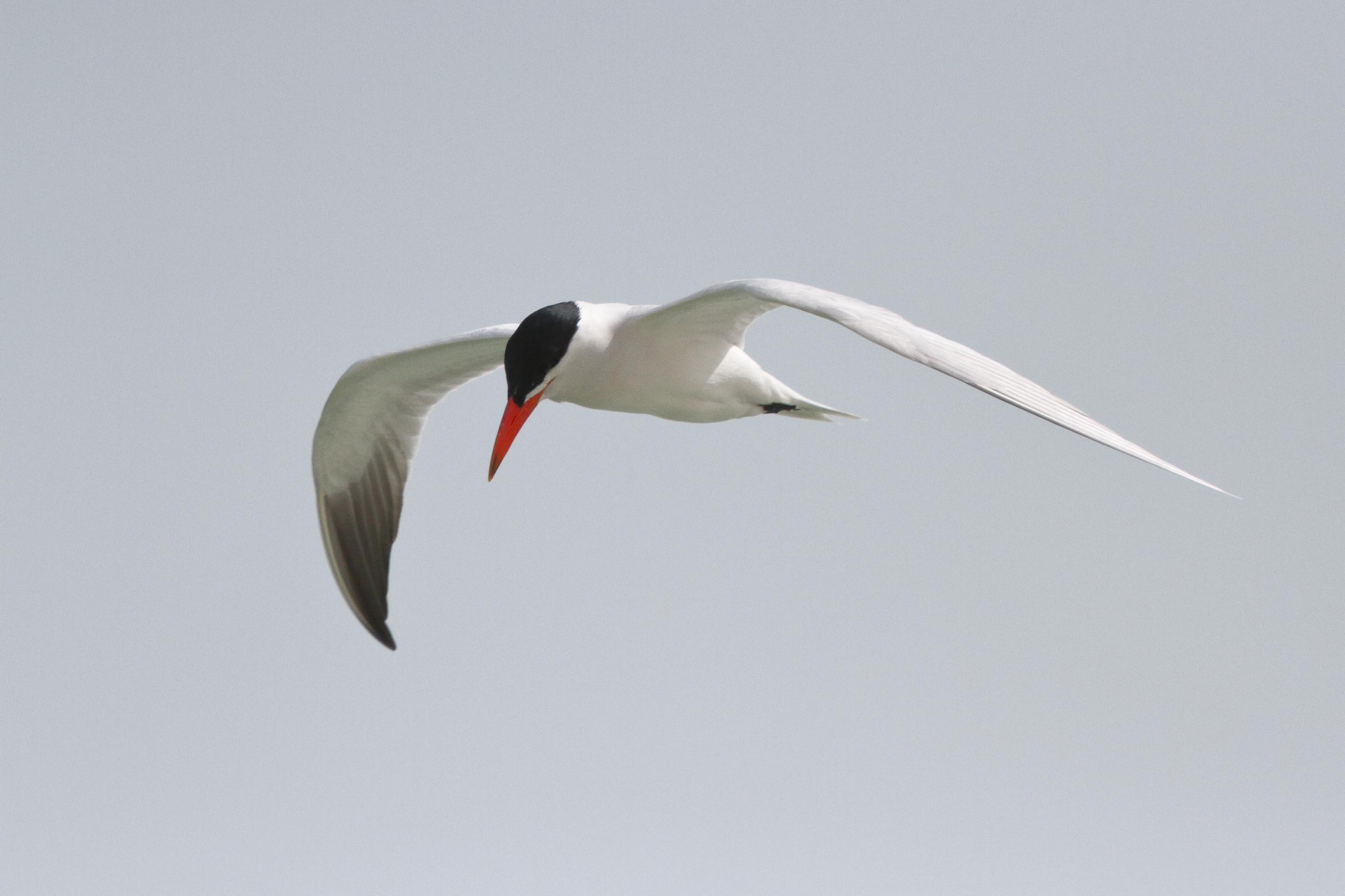 Caspian Tern. Qatar, 07 March 2013 © Neil G. Morris.