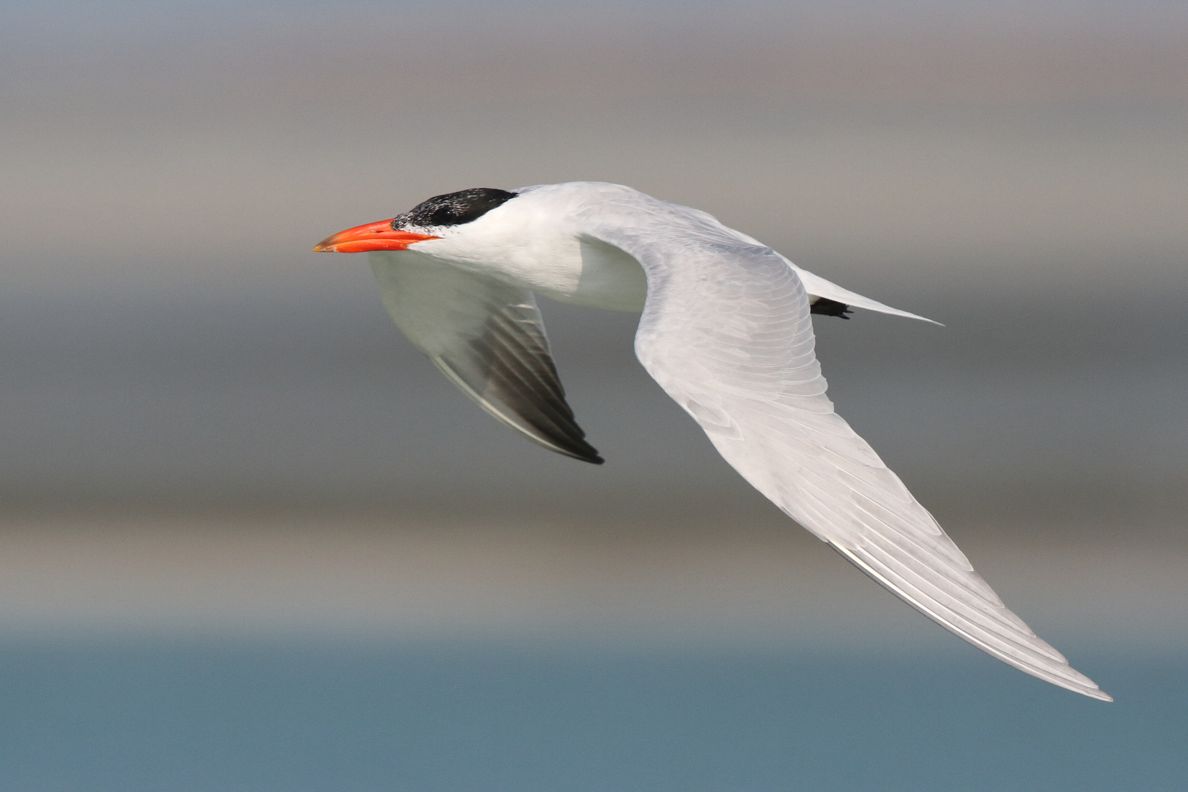 Caspian Tern. Qatar, 19 February 2014 © Neil G. Morris.