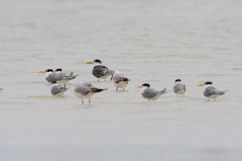 Greater Crested Tern. Qatar, 06 March 2013 © Neil G. Morris.