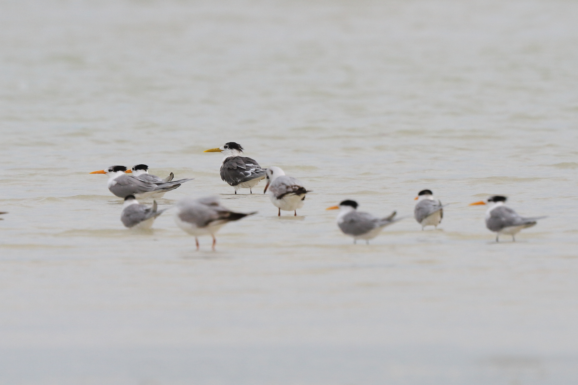 Greater Crested Tern. Qatar, 06 March 2013 © Neil G. Morris.