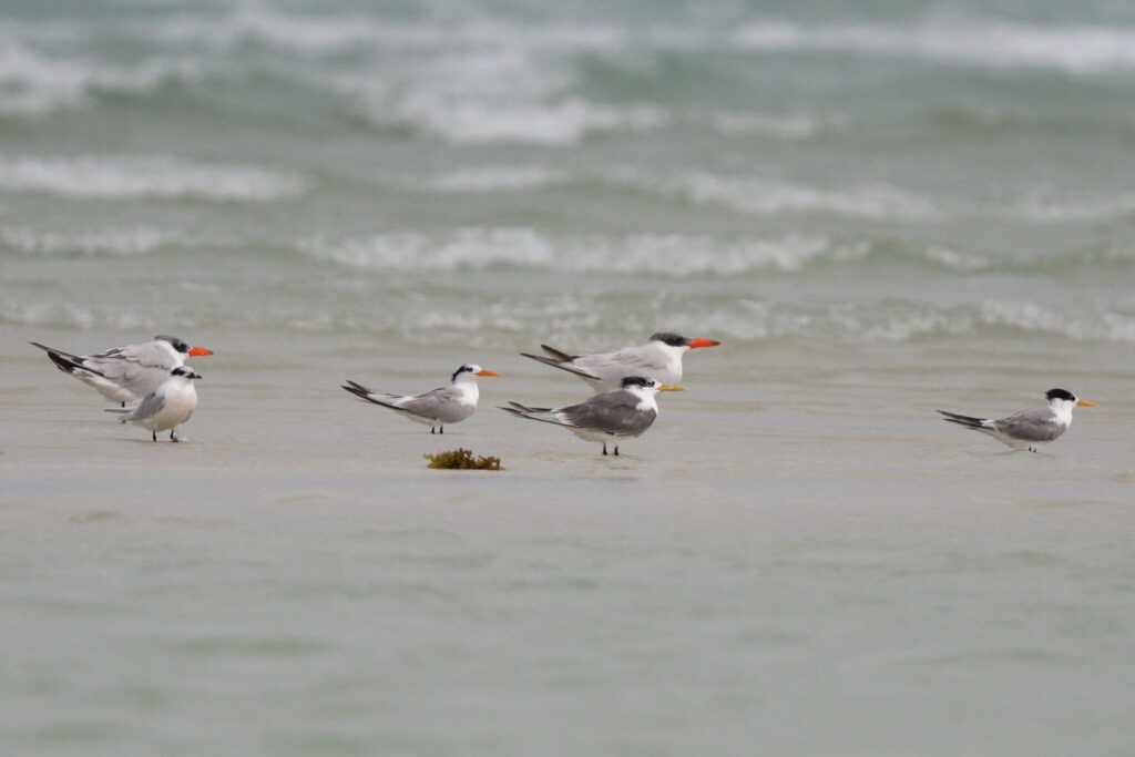 Greater Crested Tern. Qatar, 18 November 2013 © Neil G. Morris.