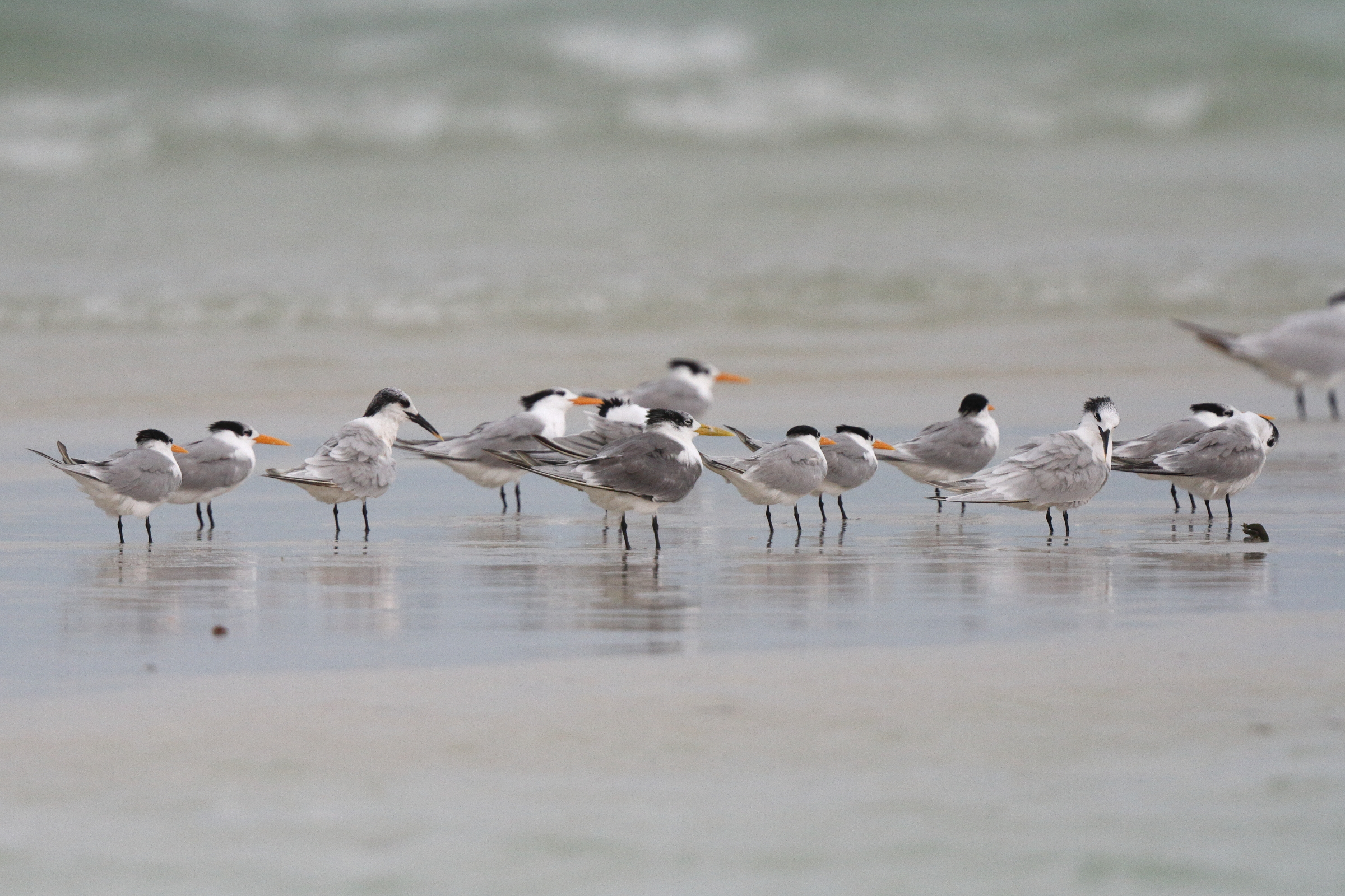 Great Crested Tern. Qatar, 18 November 2013 © Neil G. Morris.