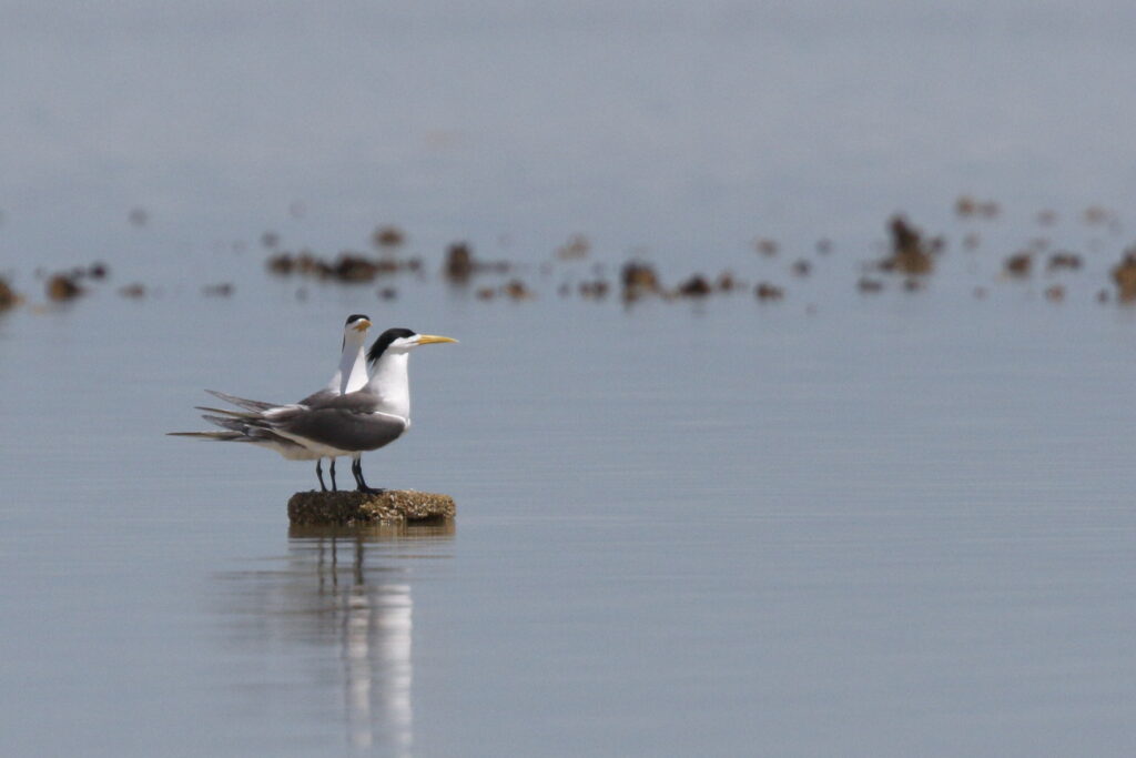 Greater Crested Tern. Qatar, 24 March 2014 © Neil G. Morris.