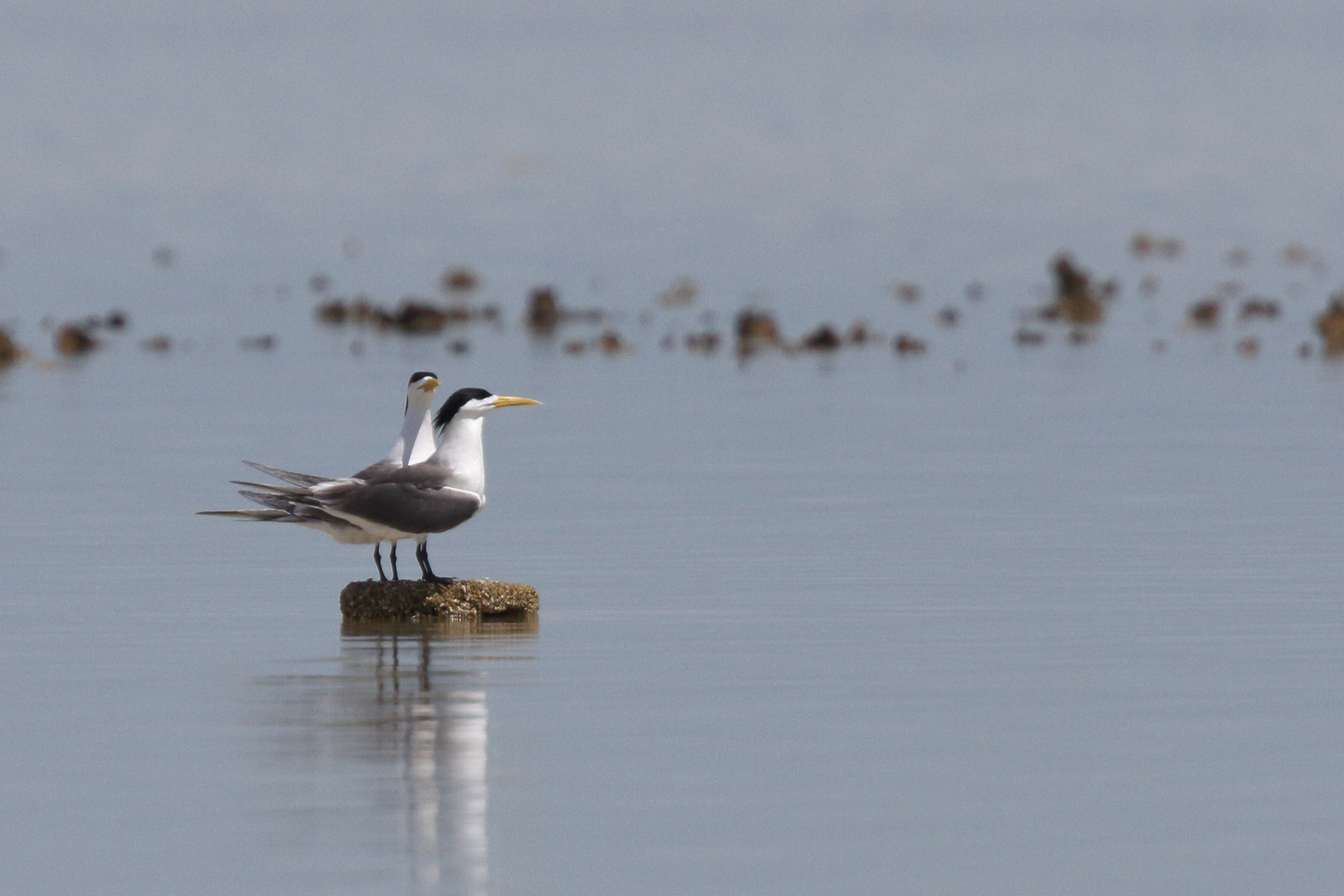 Great Crested Tern. Qatar, 24 March 2014 © Neil G. Morris.