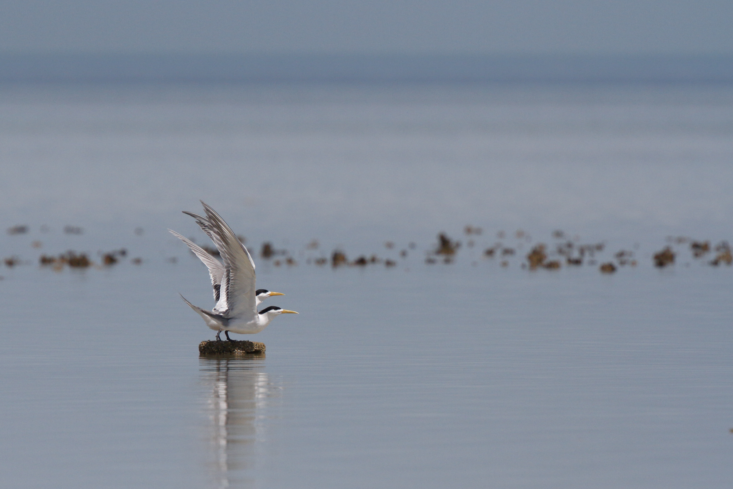 Great Crested Tern. Qatar, 24 March 2014 © Neil G. Morris.